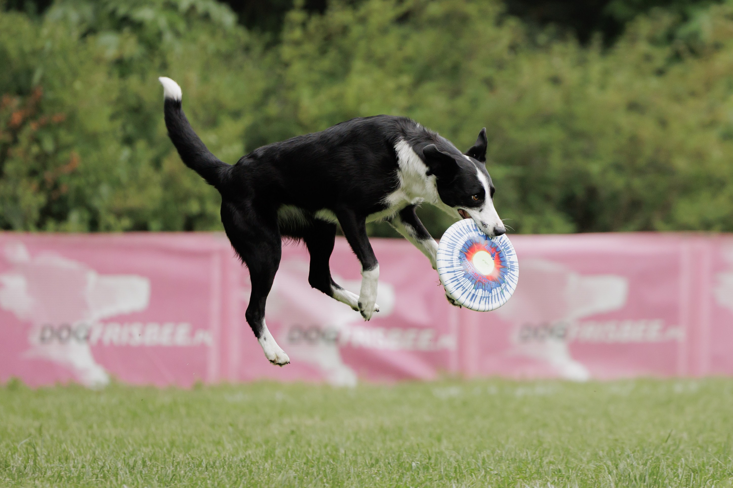 Latające psy, Wrocław'25. Kaja | fotograf psów we Wrocławiu