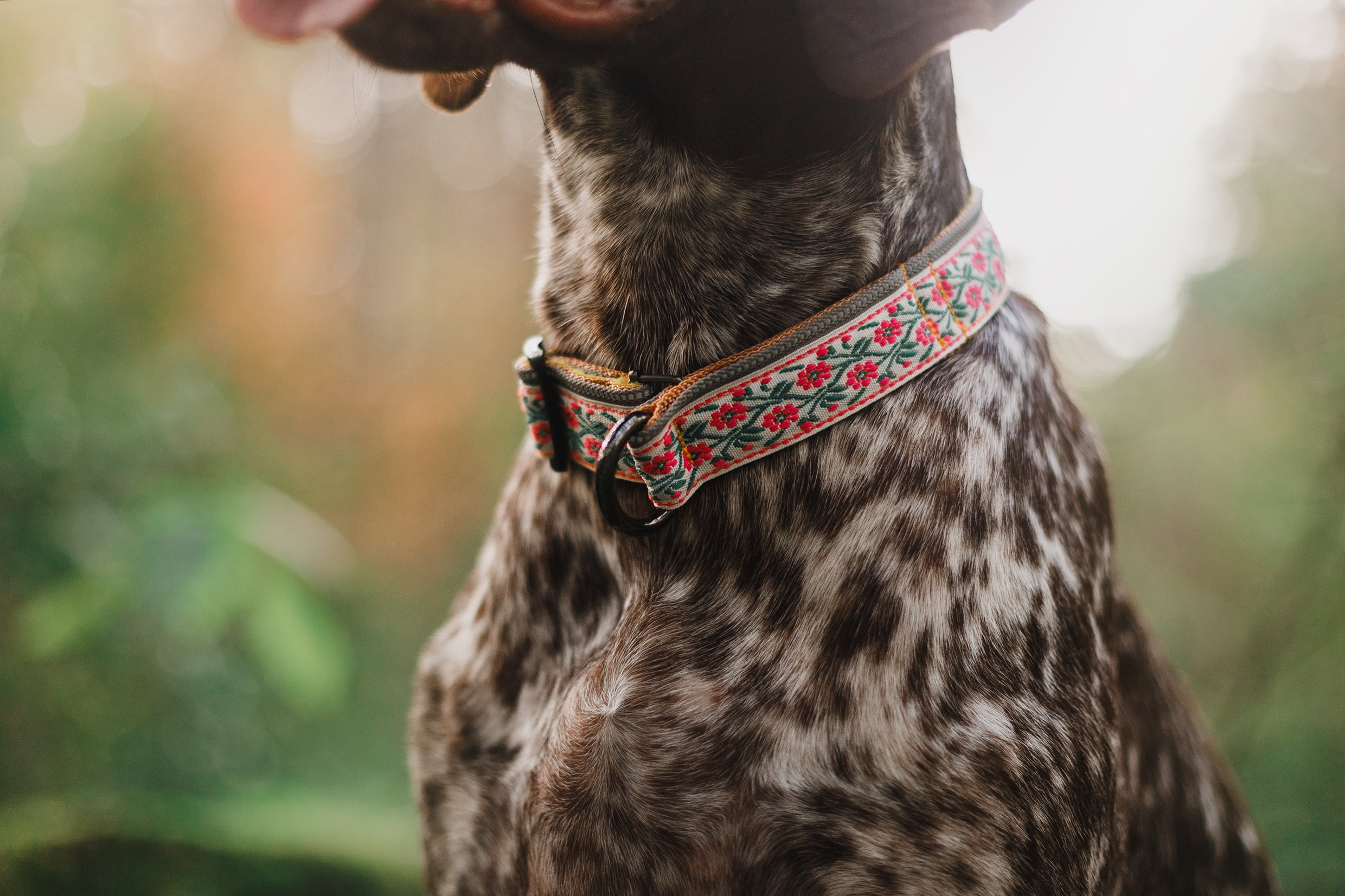 «Kasmach» dogs ammunition. Kaja | fotograf we Wrocławiu | ludzie i psy