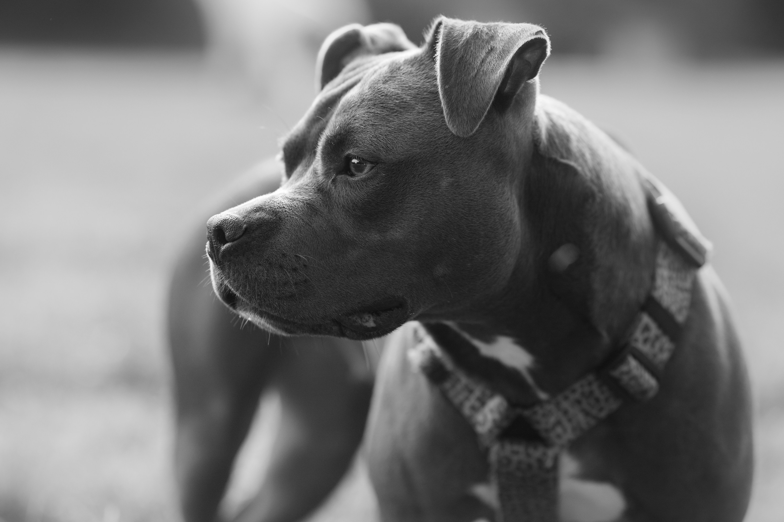 Bombka. Kaja | fotograf we Wrocławiu | ludzie i psy