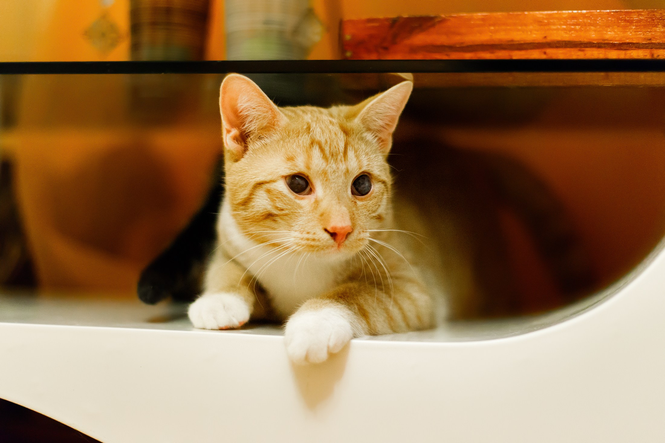 Cats for adoption. Kaja | fotograf we Wrocławiu | ludzie i psy