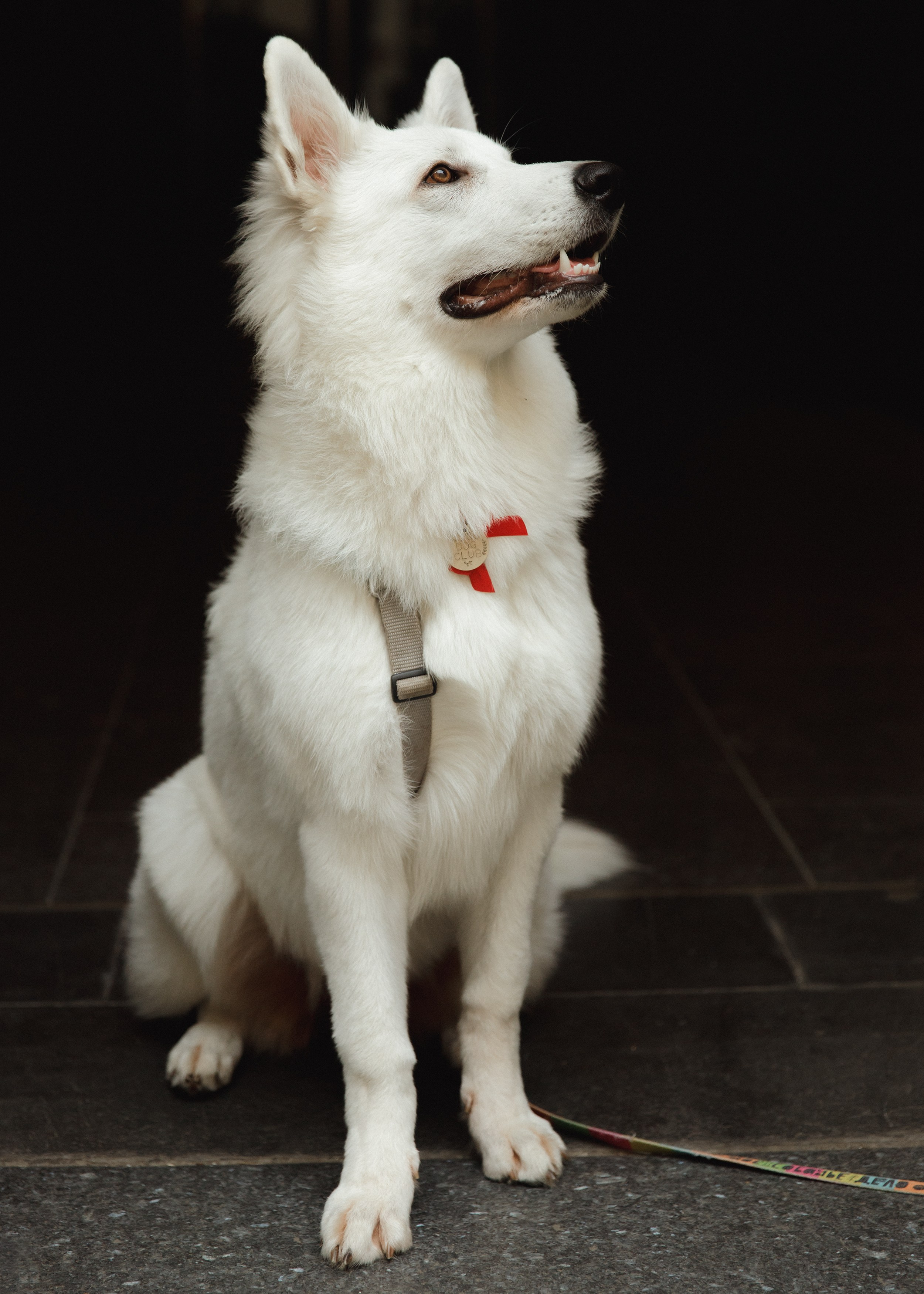 Astra in Leipzig. Kaja | fotograf we Wrocławiu | ludzie i psy