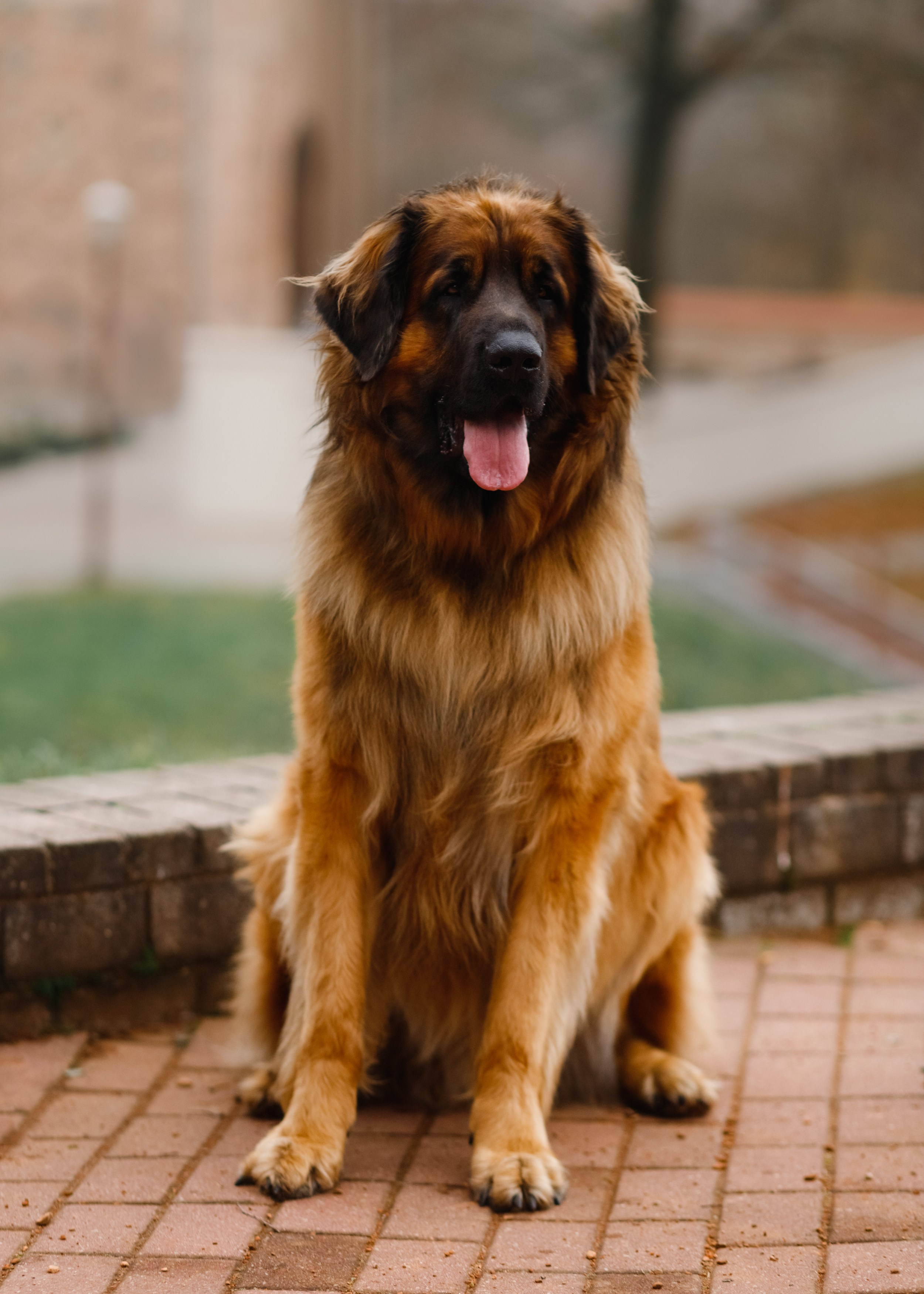 Leonbergers. Kaja | fotograf we Wrocławiu | ludzie i psy