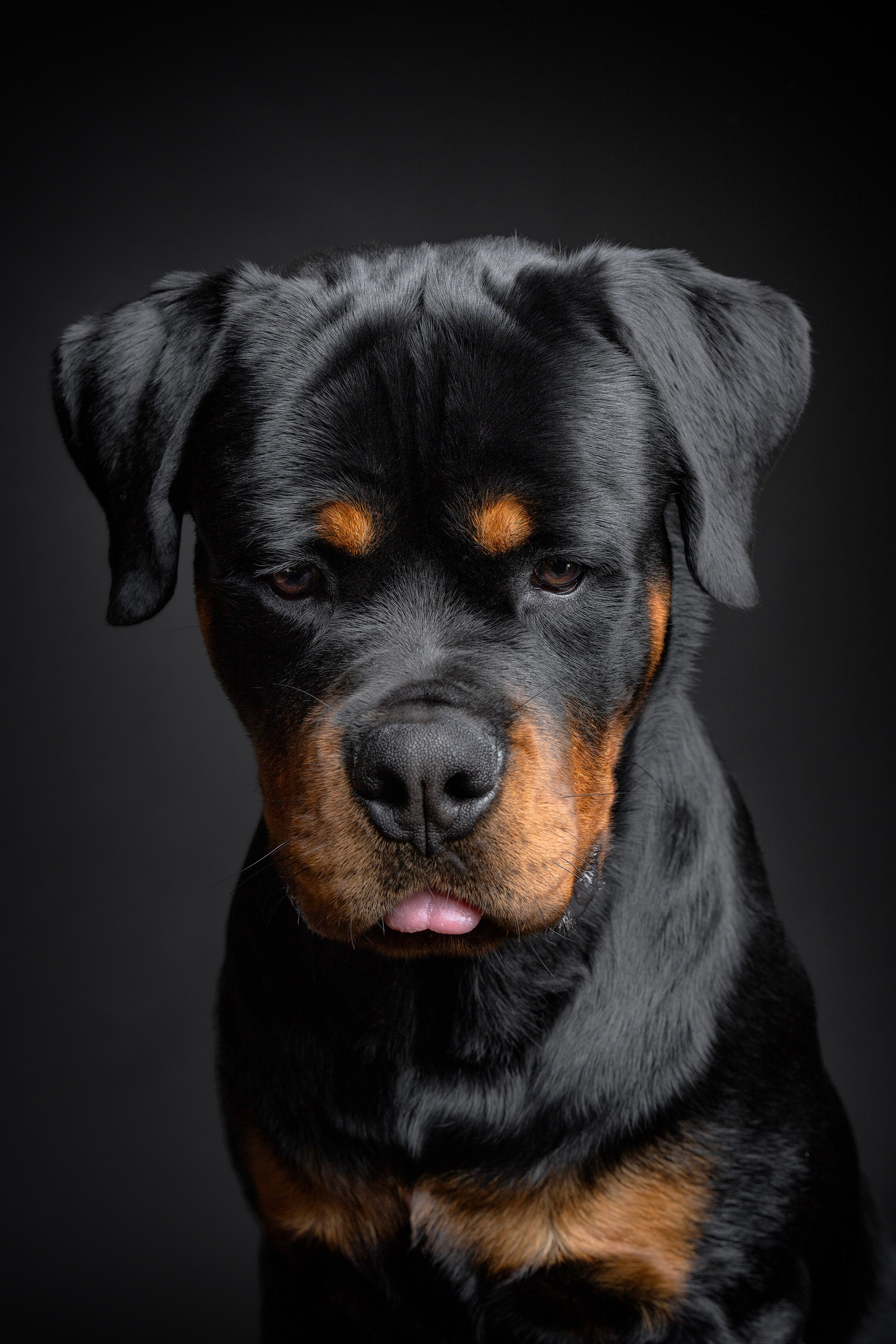 Rotveileris, šuns fotosesija studijoje, augintiniu fotografija, augintinio portretas