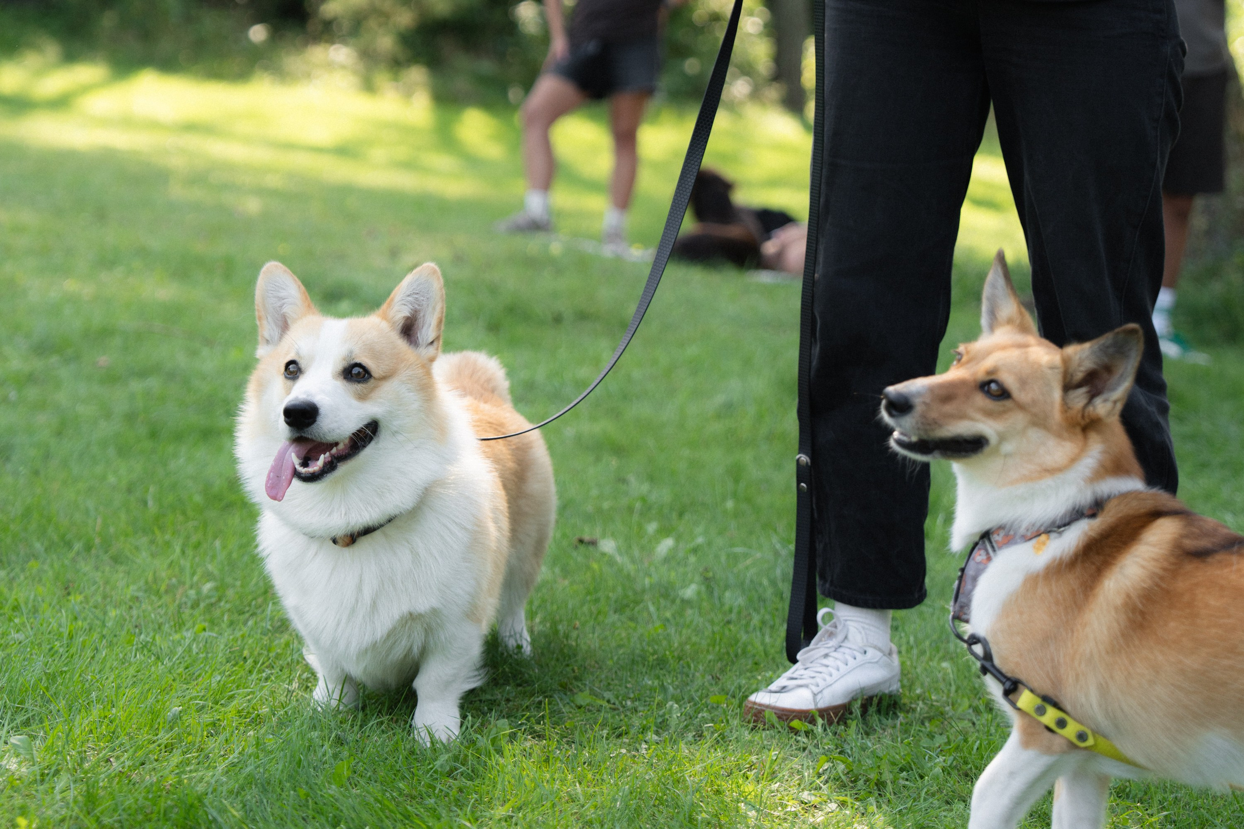 Heppi Dogo fest 2025. Vita Klimaševska ○ Fluffy Soulmate Photography