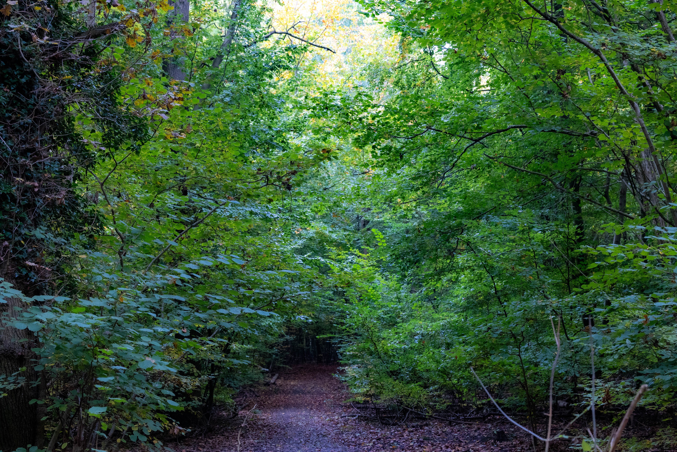 Efterår. Fotograf Aarhus | Portrætfoto Århus | Flotte billeder