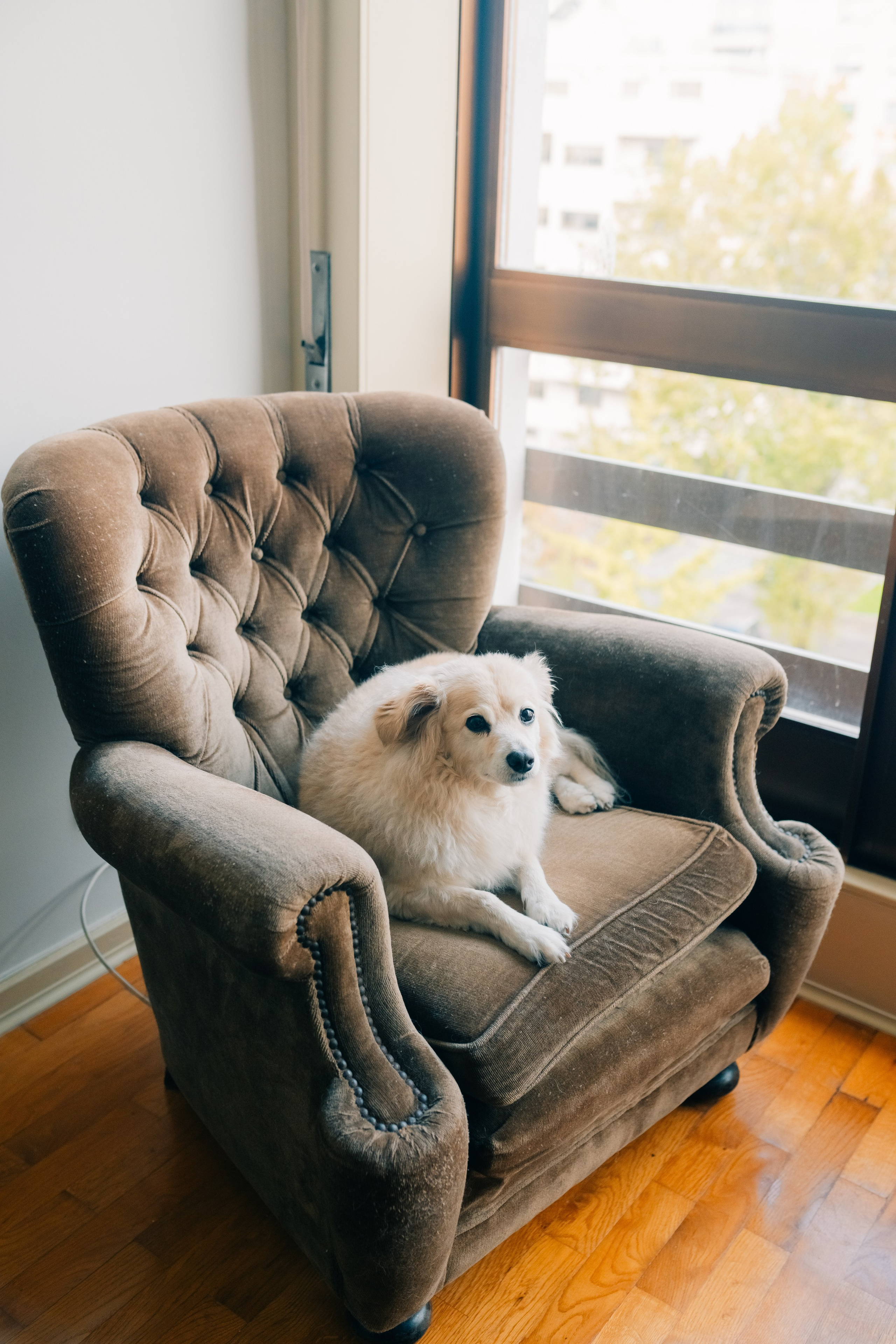 Dani & Rui at their apartment. Maria Sher. Professional photographer from Porto, Portugal