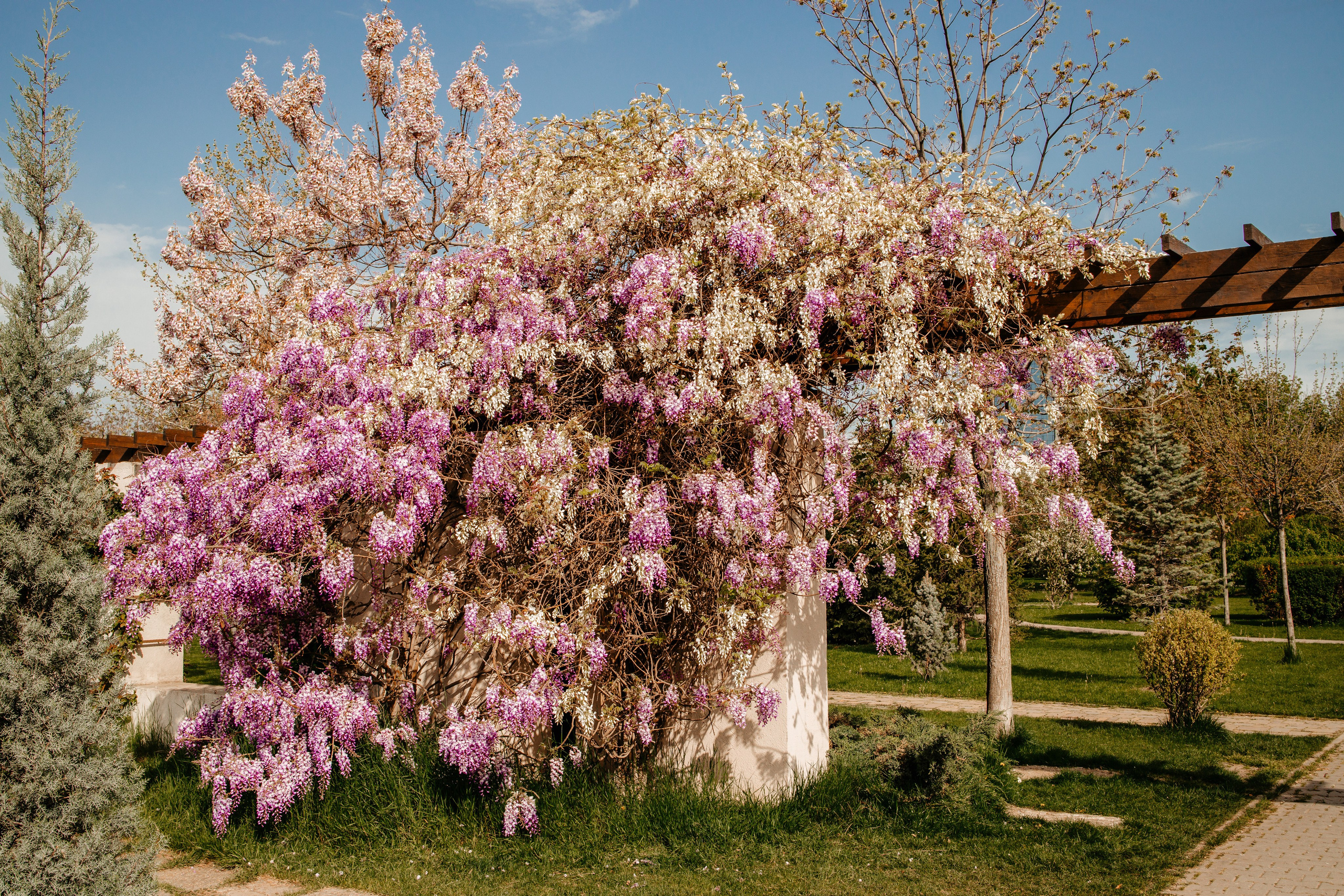 Portret bebeluș la botez realizat de Mitroi Iulian