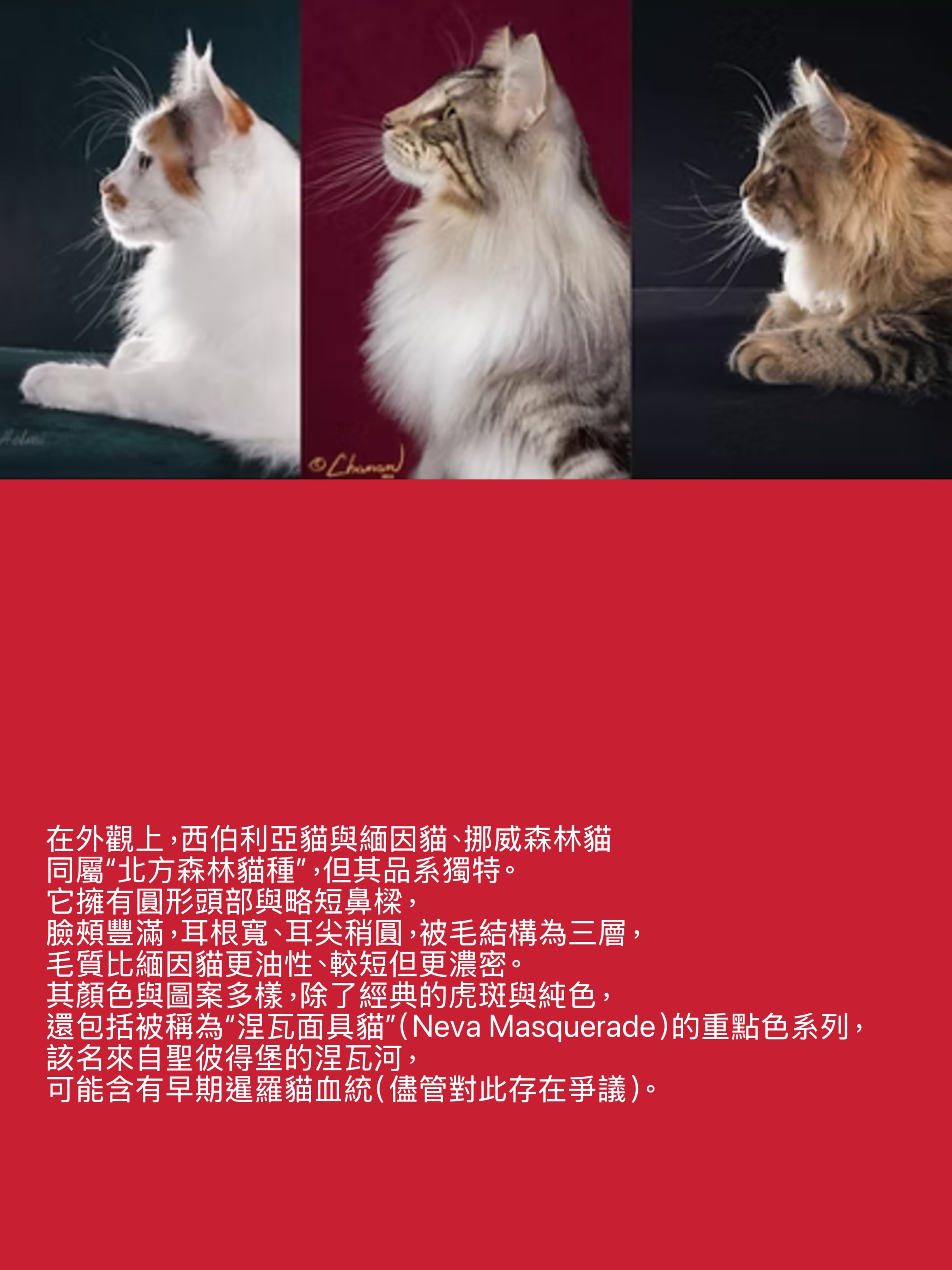 LEMON GREEN SIBERIANS