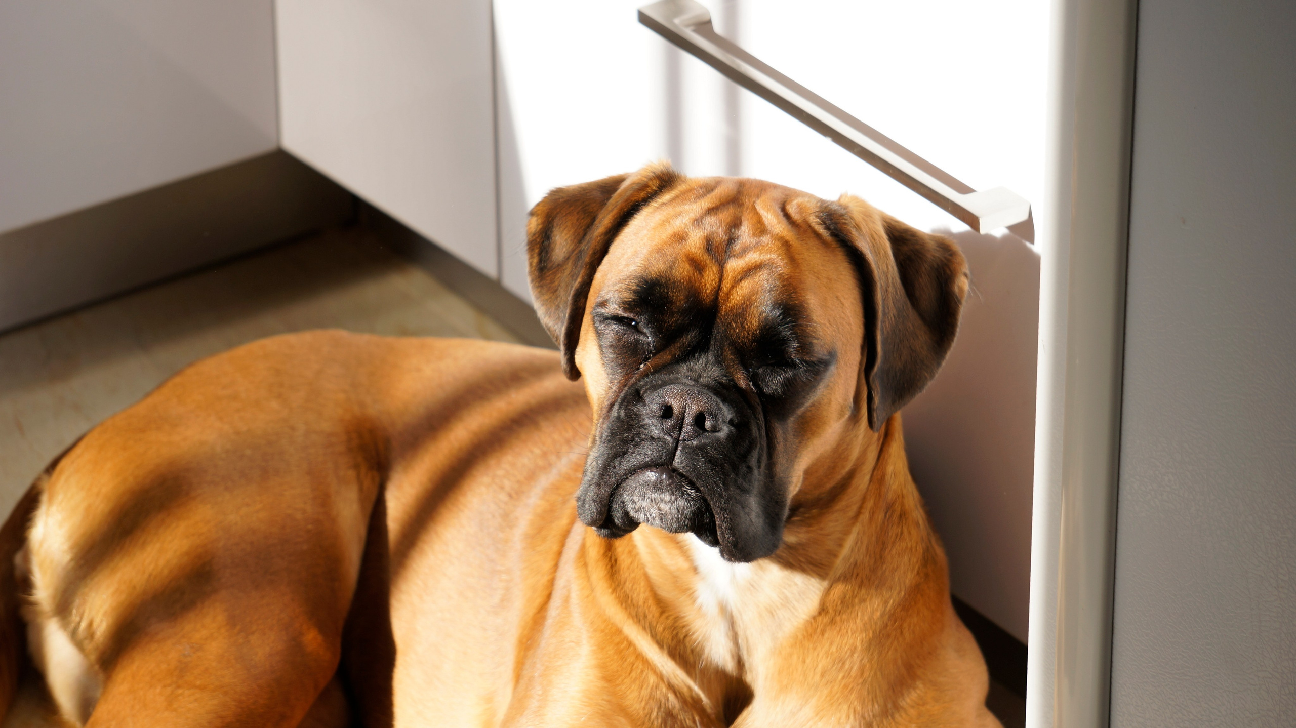 My ״Star״ Boxer Dog