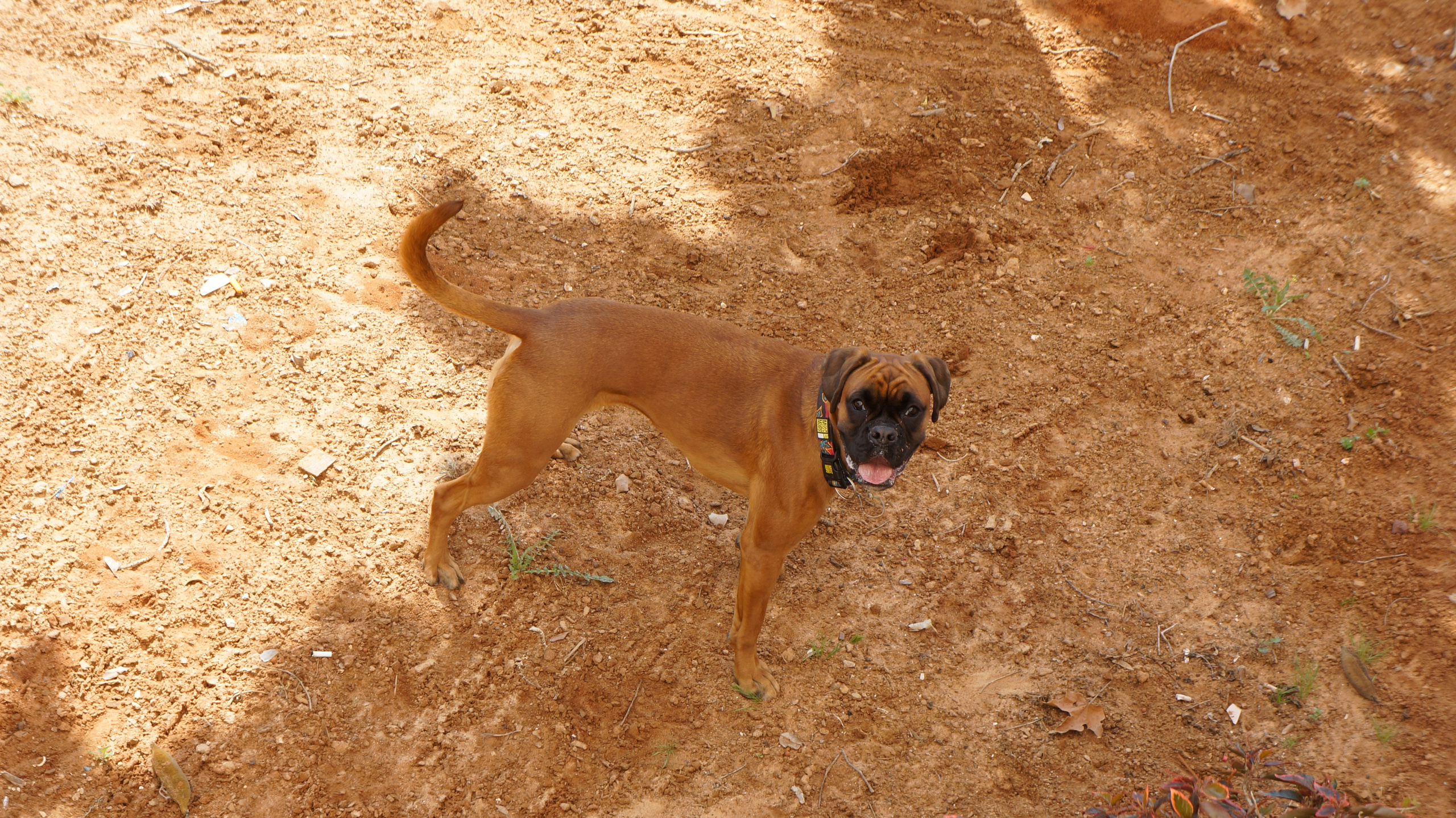 My ״Star״ Boxer Dog