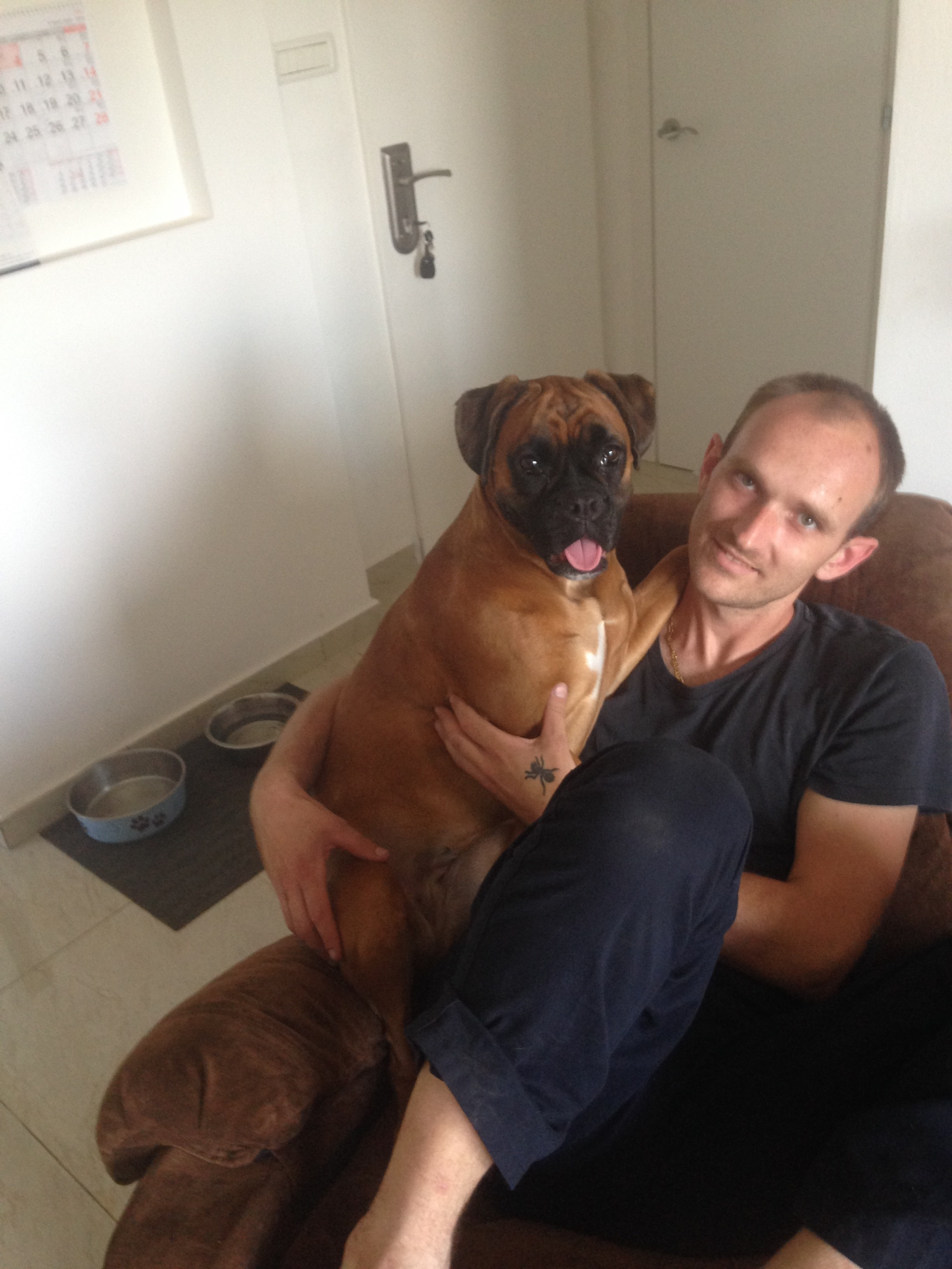 My ״Star״ Boxer Dog