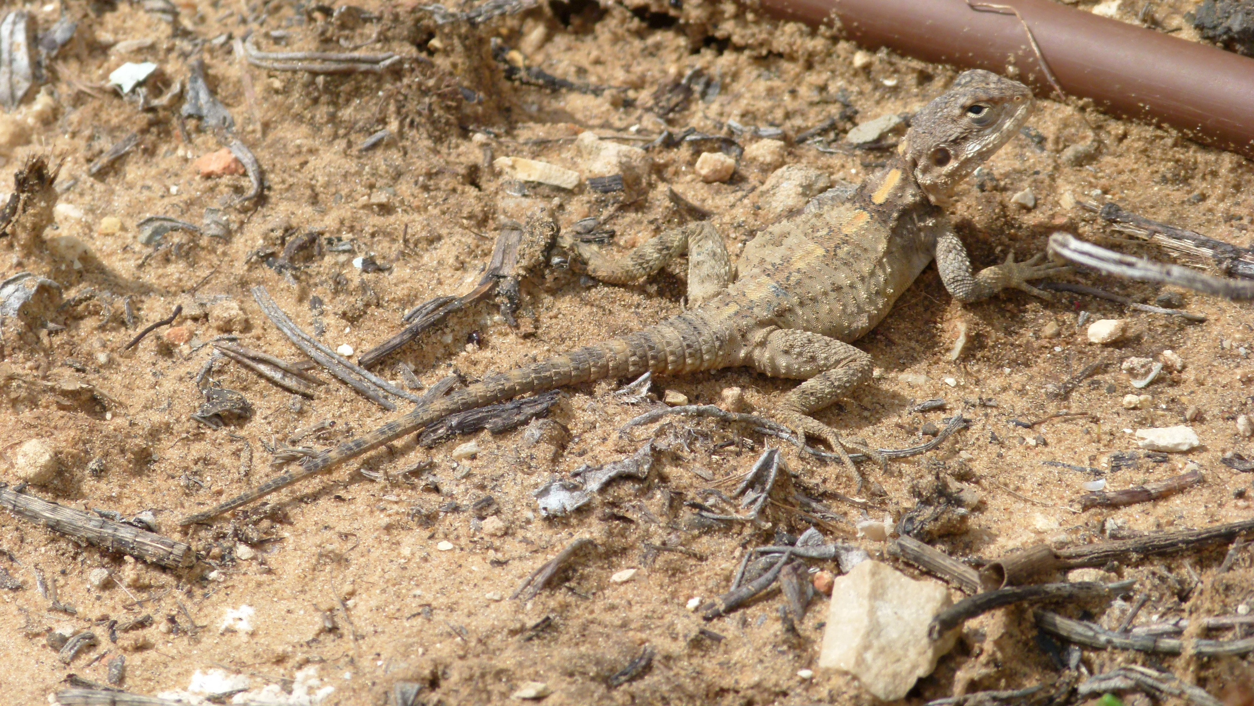 ISRAEL and beautiful people