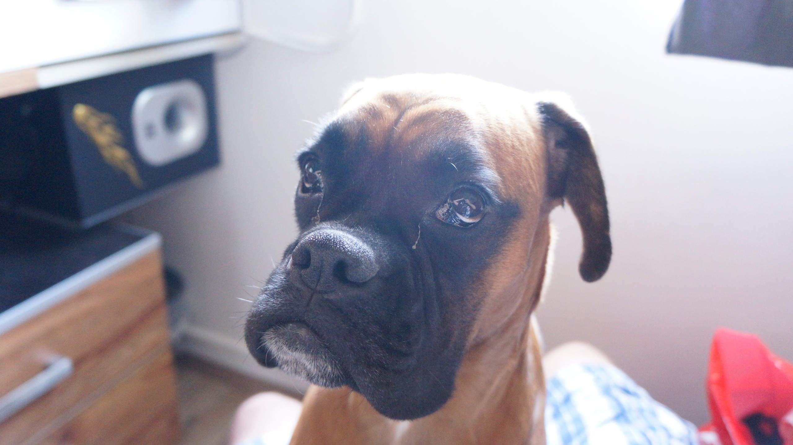 My ״Star״ Boxer Dog