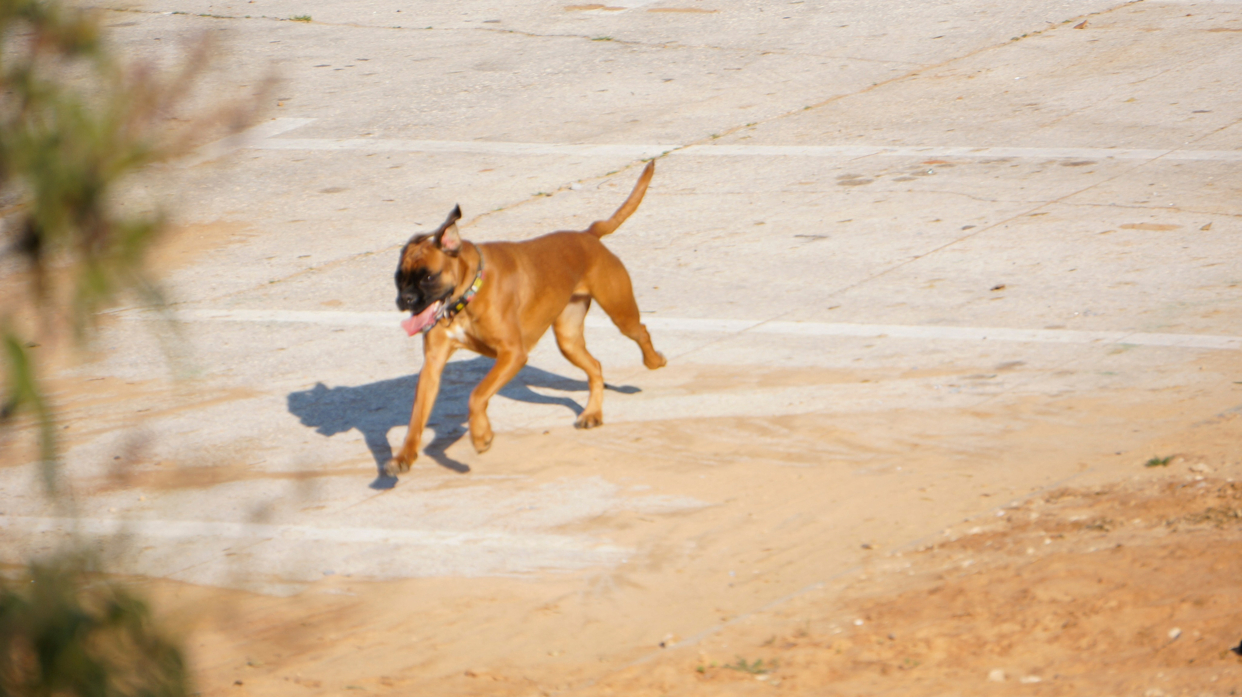 My ״Star״ Boxer Dog