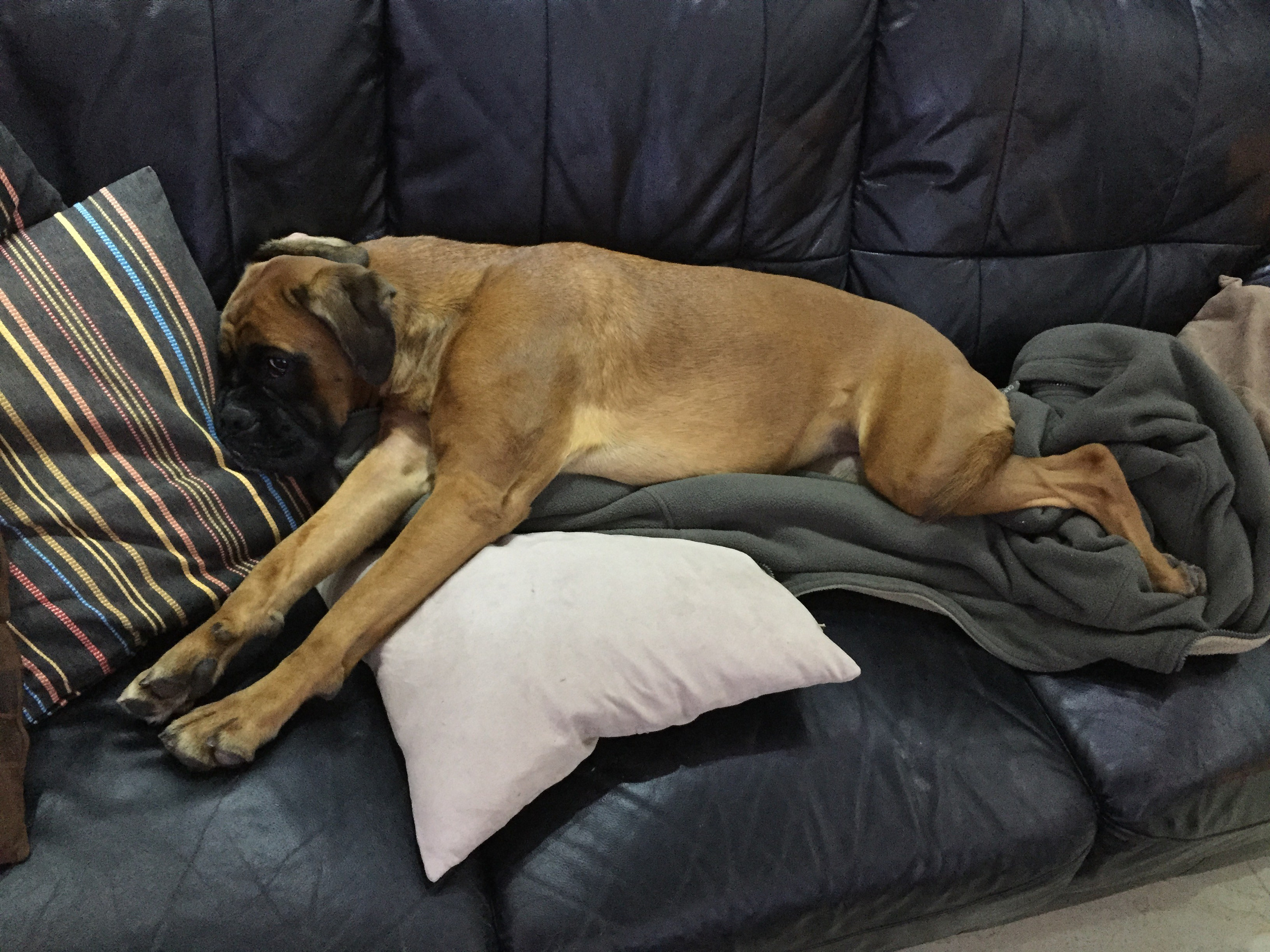 My ״Star״ Boxer Dog