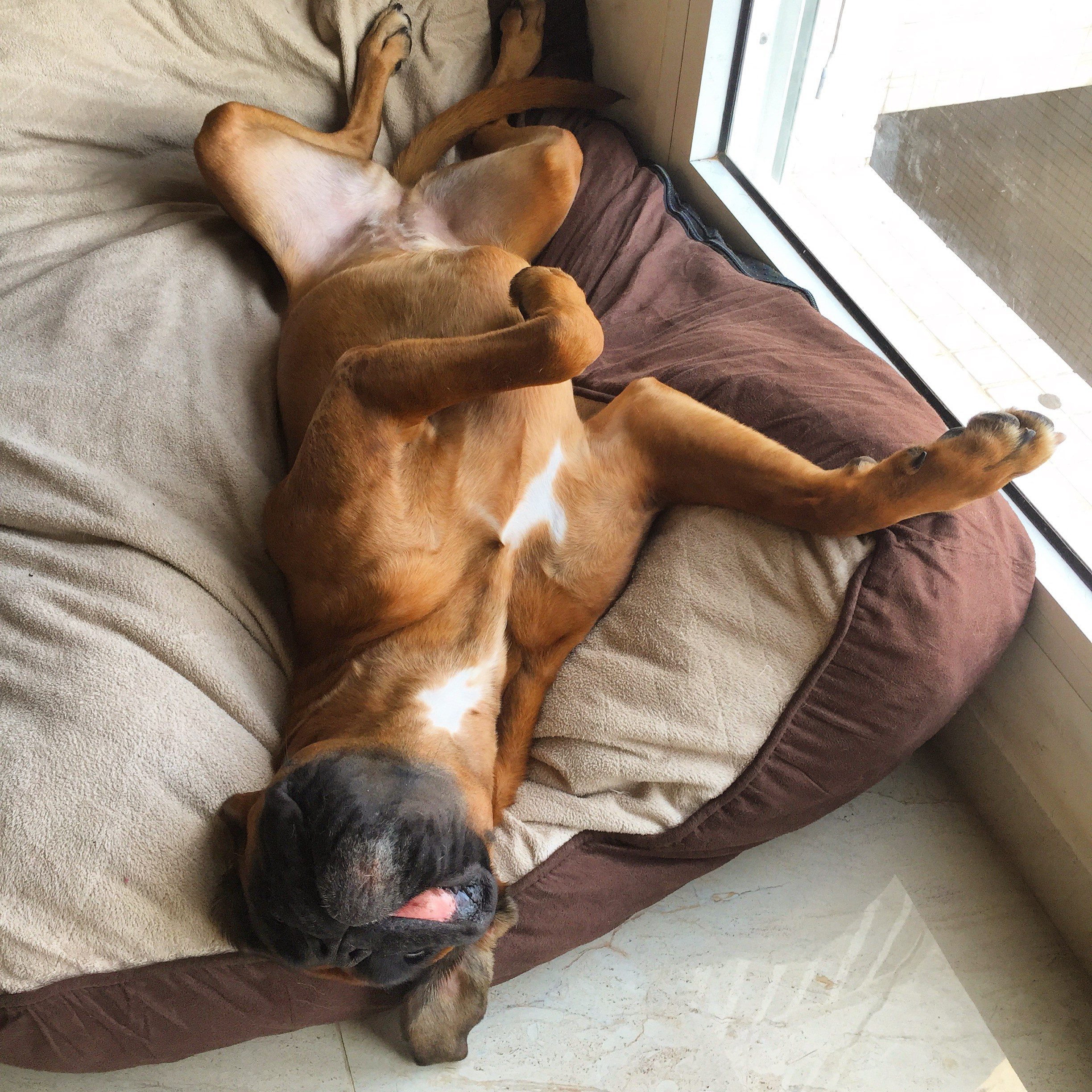 My ״Star״ Boxer Dog