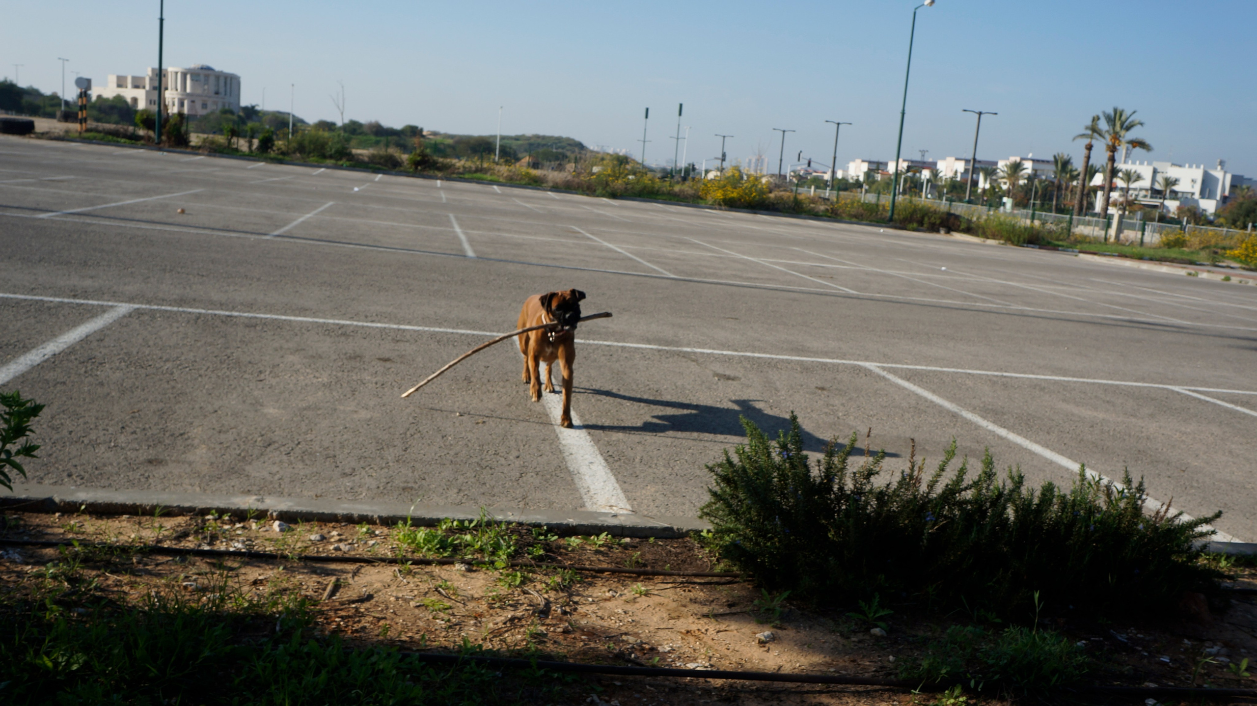 My ״Star״ Boxer Dog