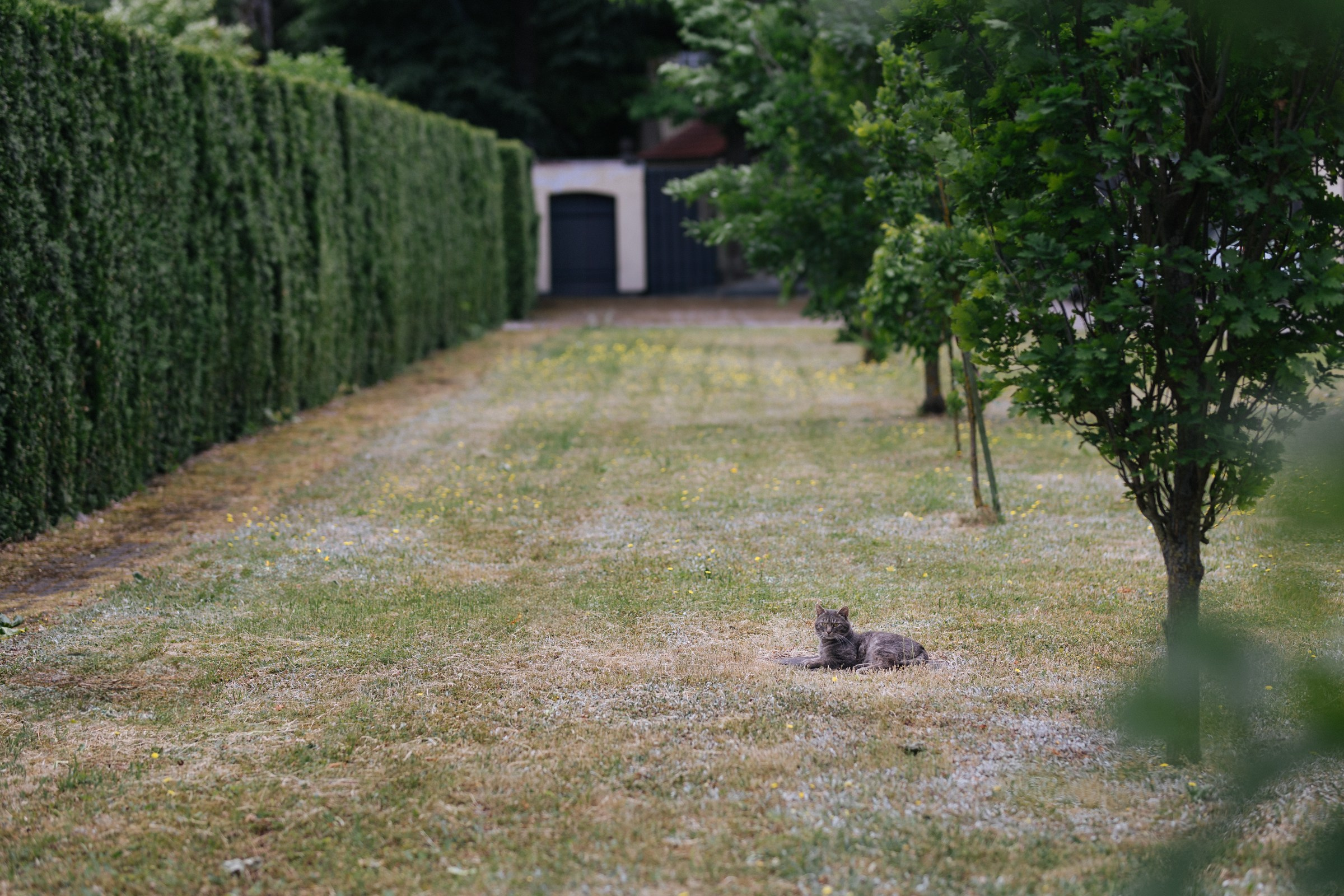 Vestuvinė fotosesija Kaune