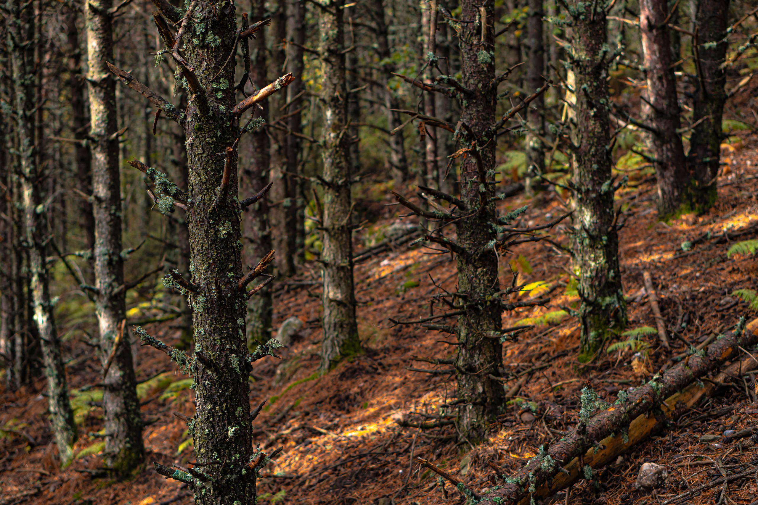 Fotografía de paisaje y naturaleza en los Pirineos | Alba del Norte
