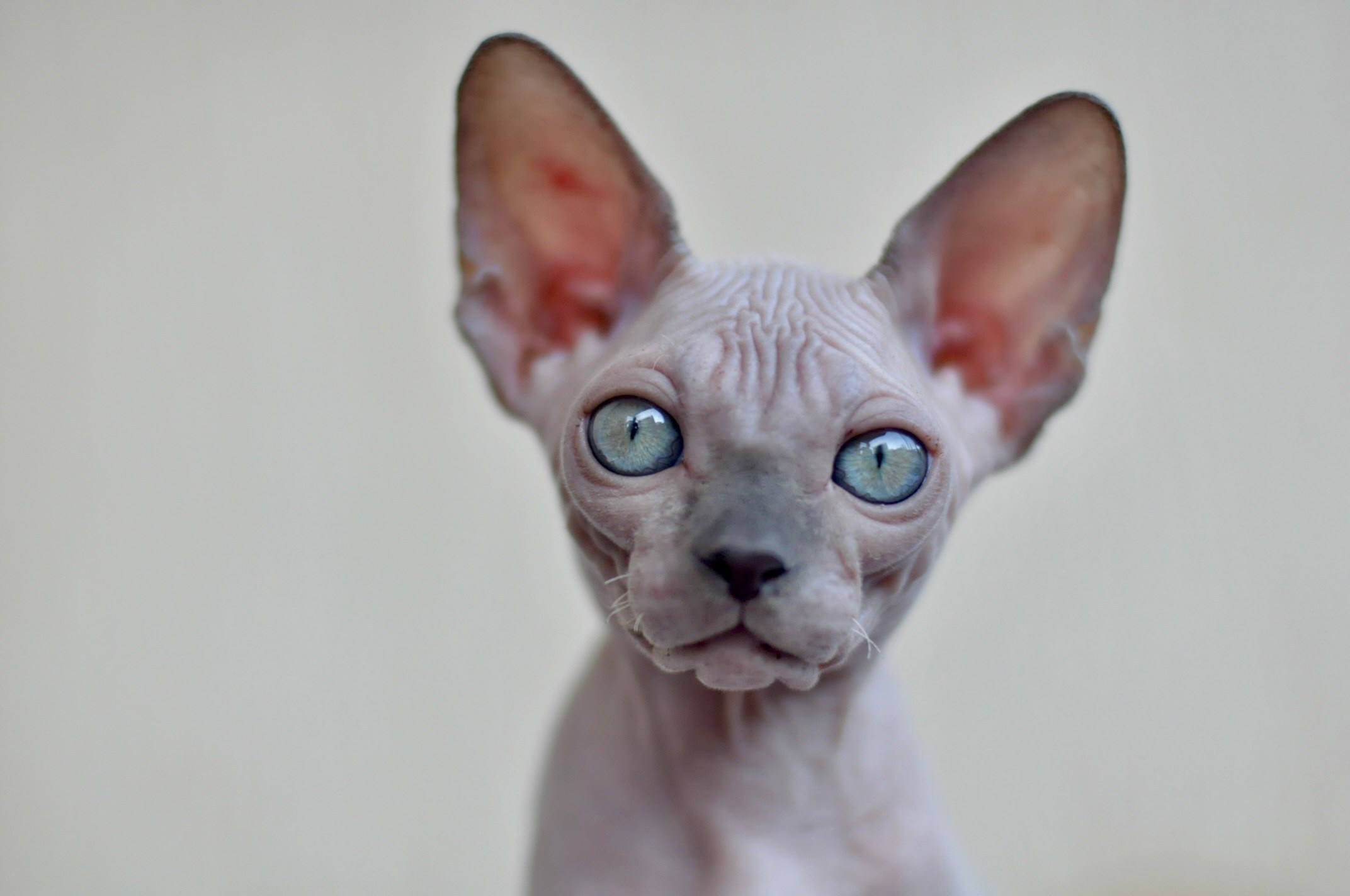 A cattery of Canadian Sphynx breed, located in Limassol, Cyprus