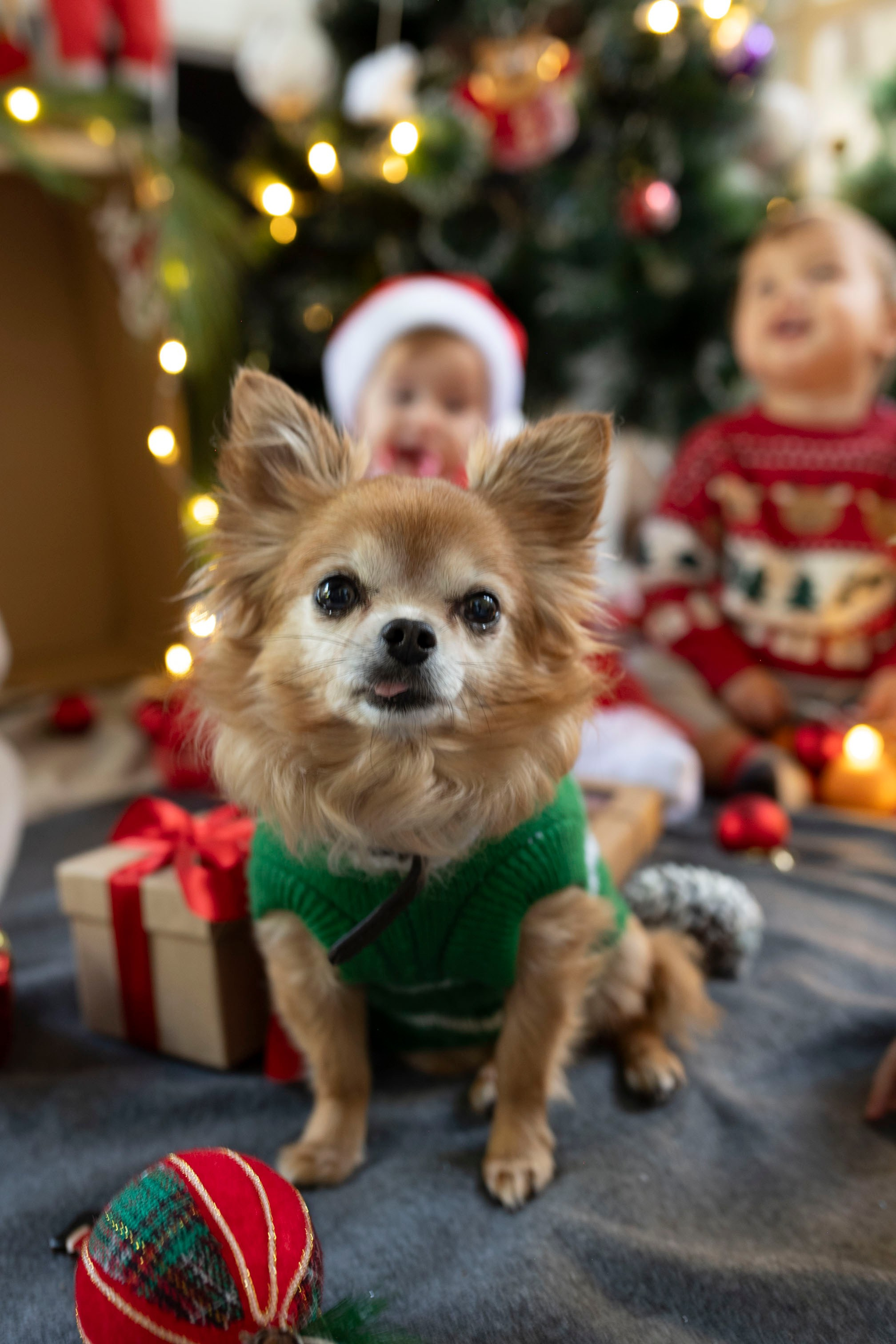 Christmas in Kindergarten. KATY GOLD PHOTOGRAPHY