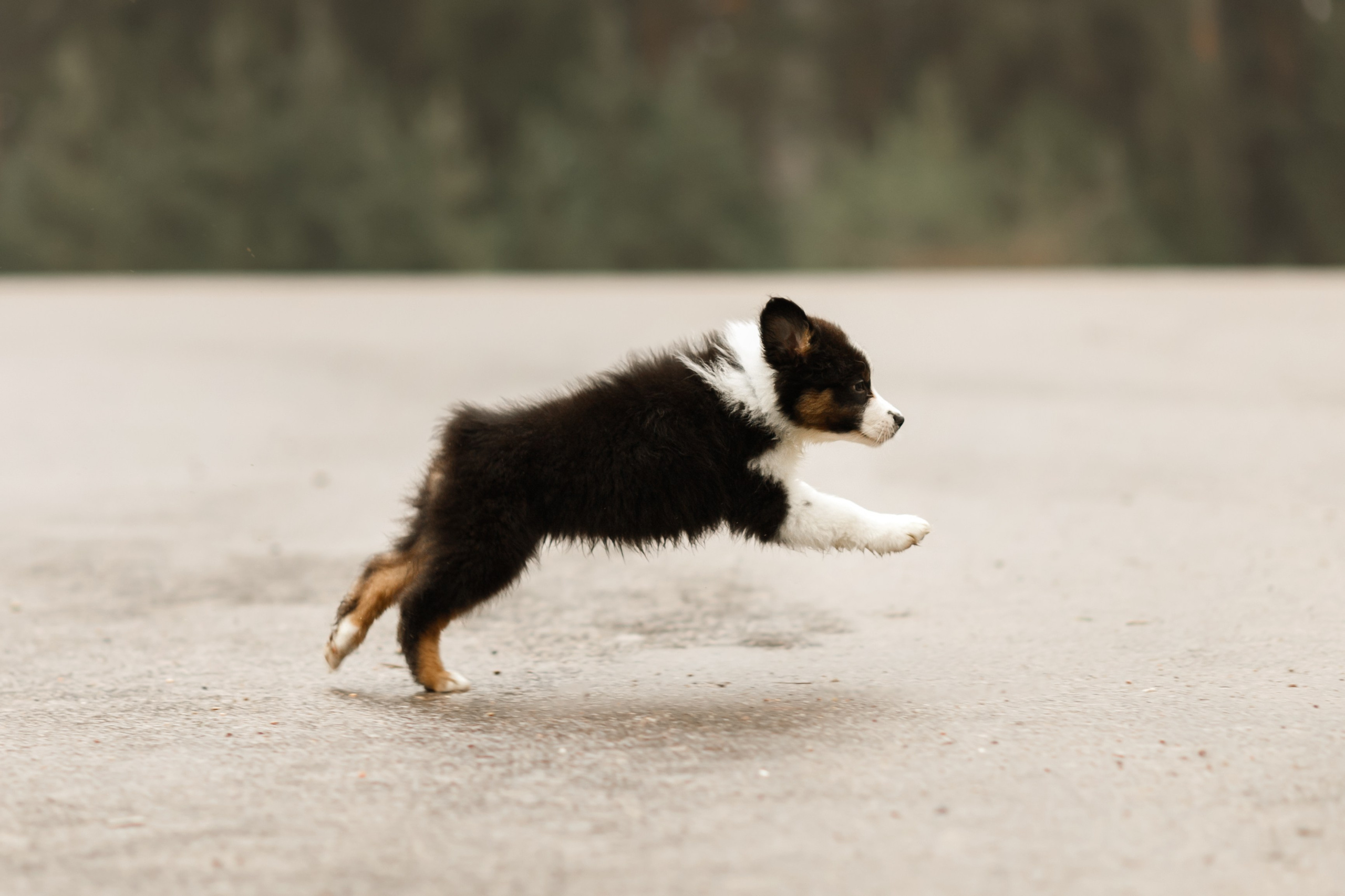 Pack of aussie puppies. Kaja | fotograf psów we Wrocławiu