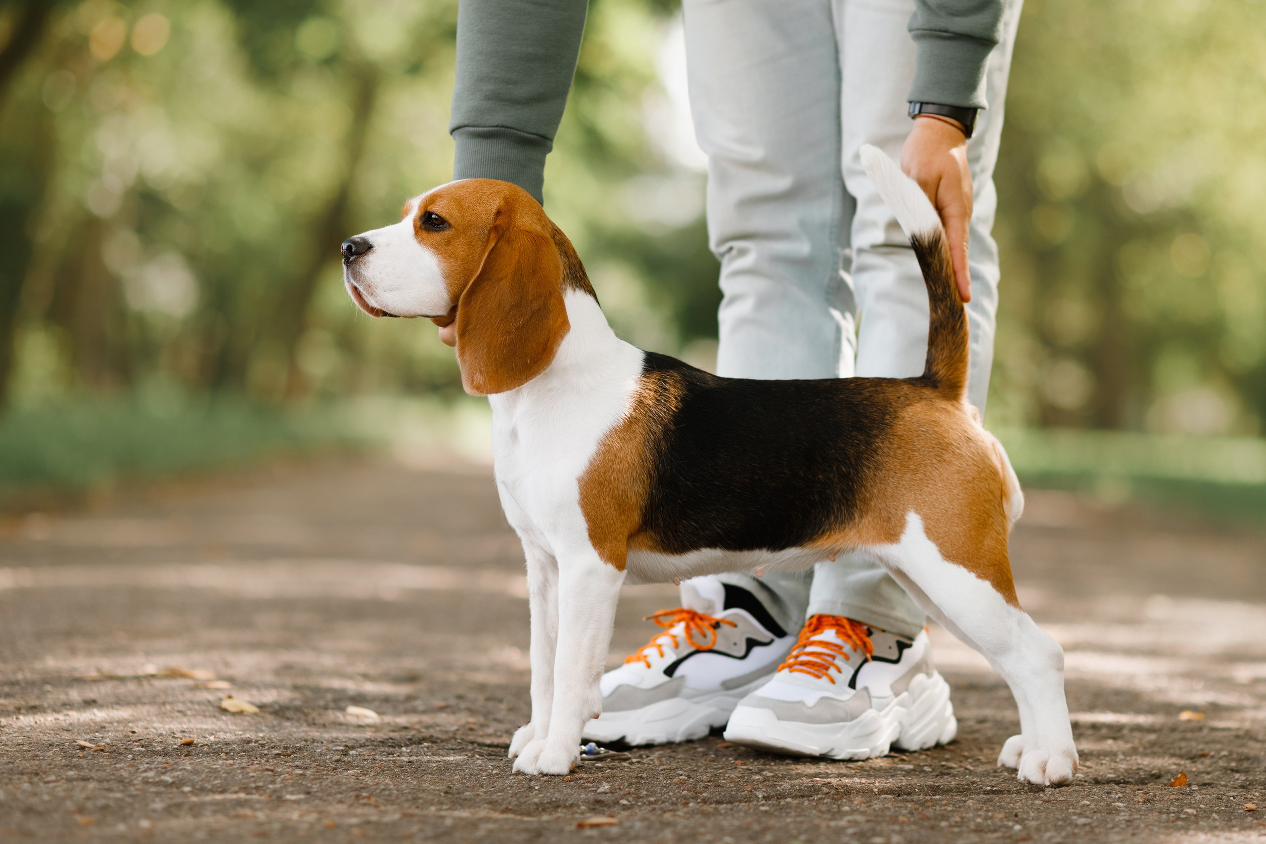 Summer photo day for dog handler. Kaja | fotograf we Wrocławiu | ludzie i psy