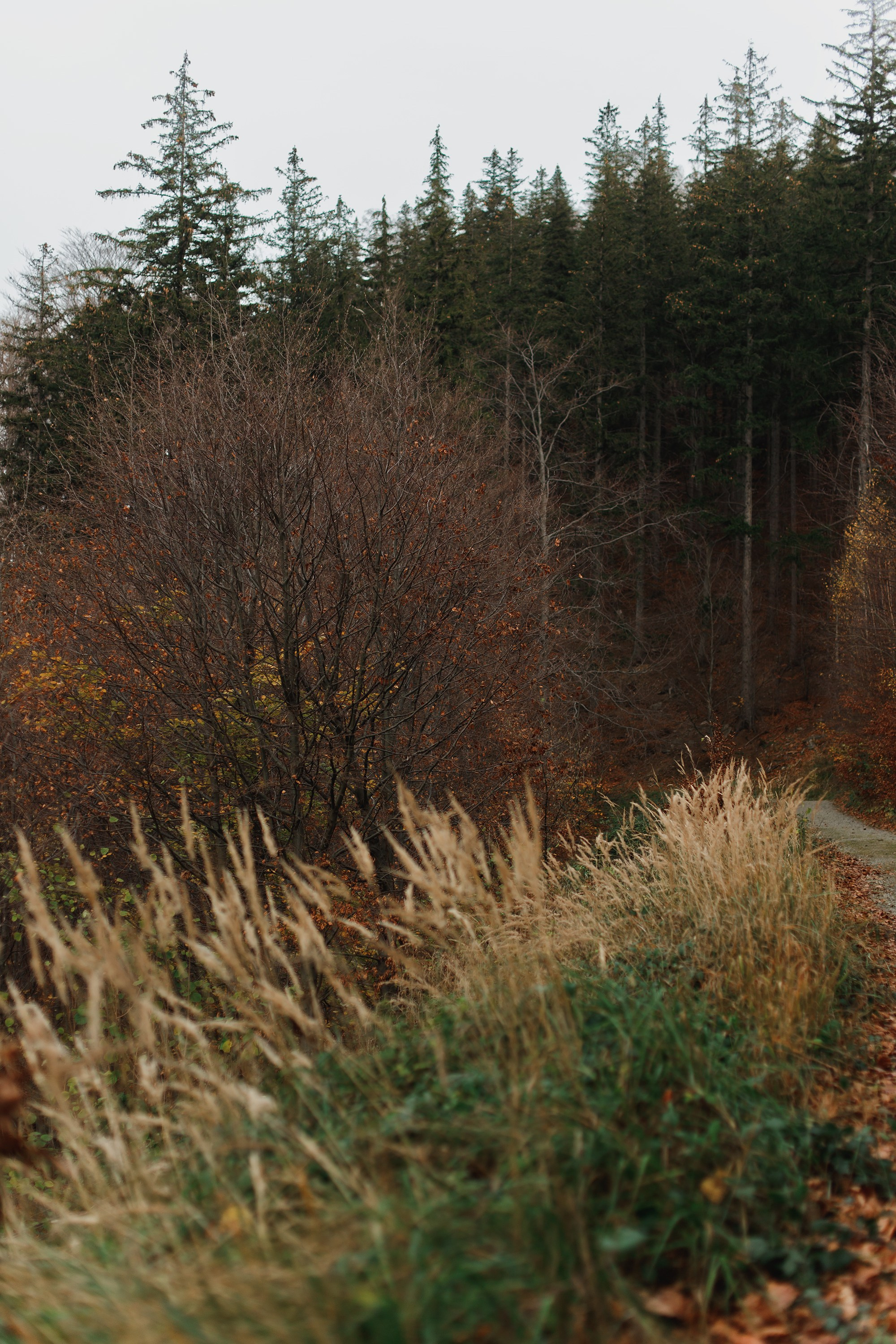 Sowie góry. Kaja | fotograf we Wrocławiu | ludzie i psy