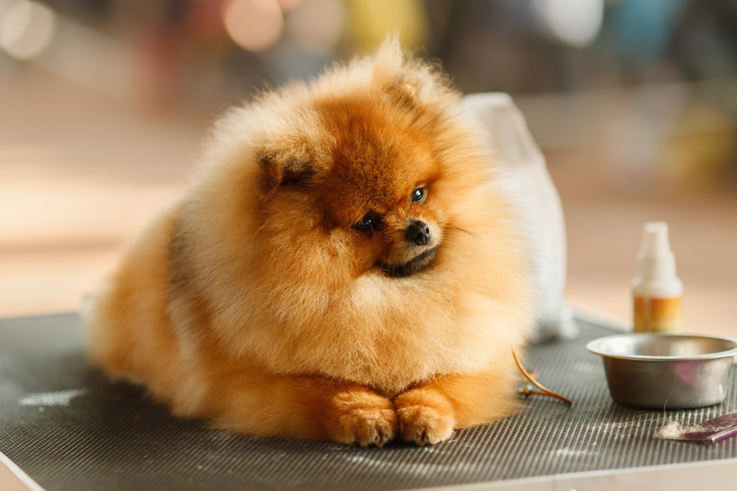 Dog shows | the best ones. Kaja | fotograf psów we Wrocławiu