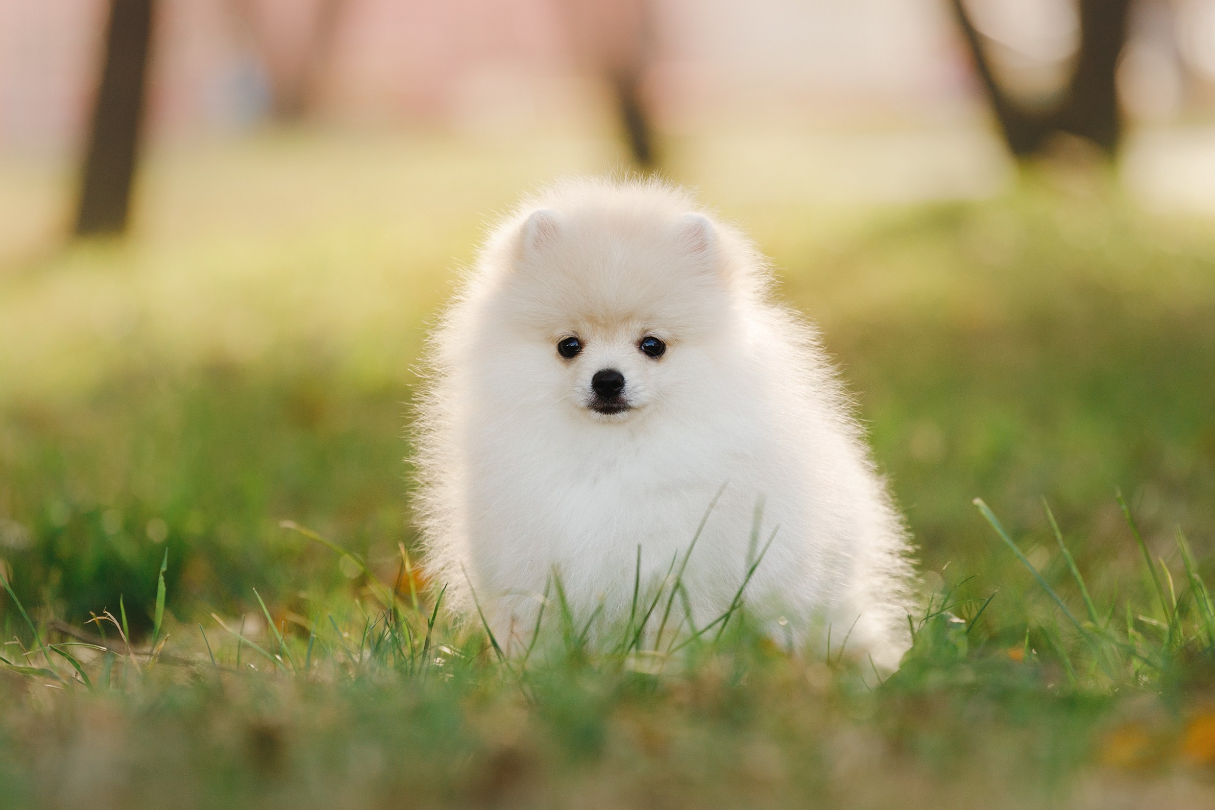 Little spitz. Kaja | fotograf psów we Wrocławiu