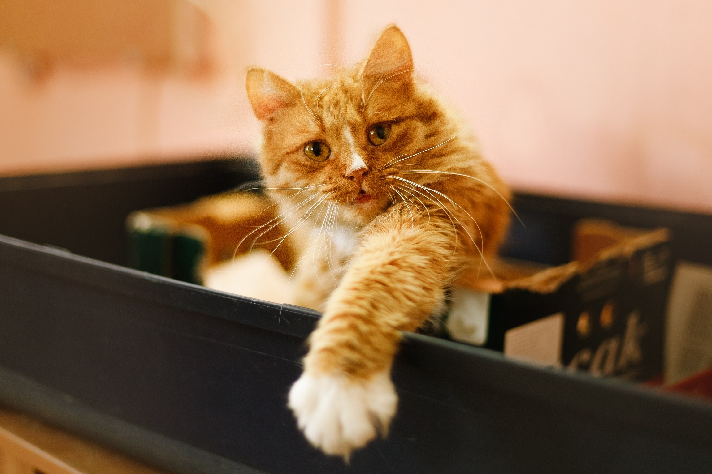 Shelter's cats for adoption. Kaja | fotograf we Wrocławiu | ludzie i psy