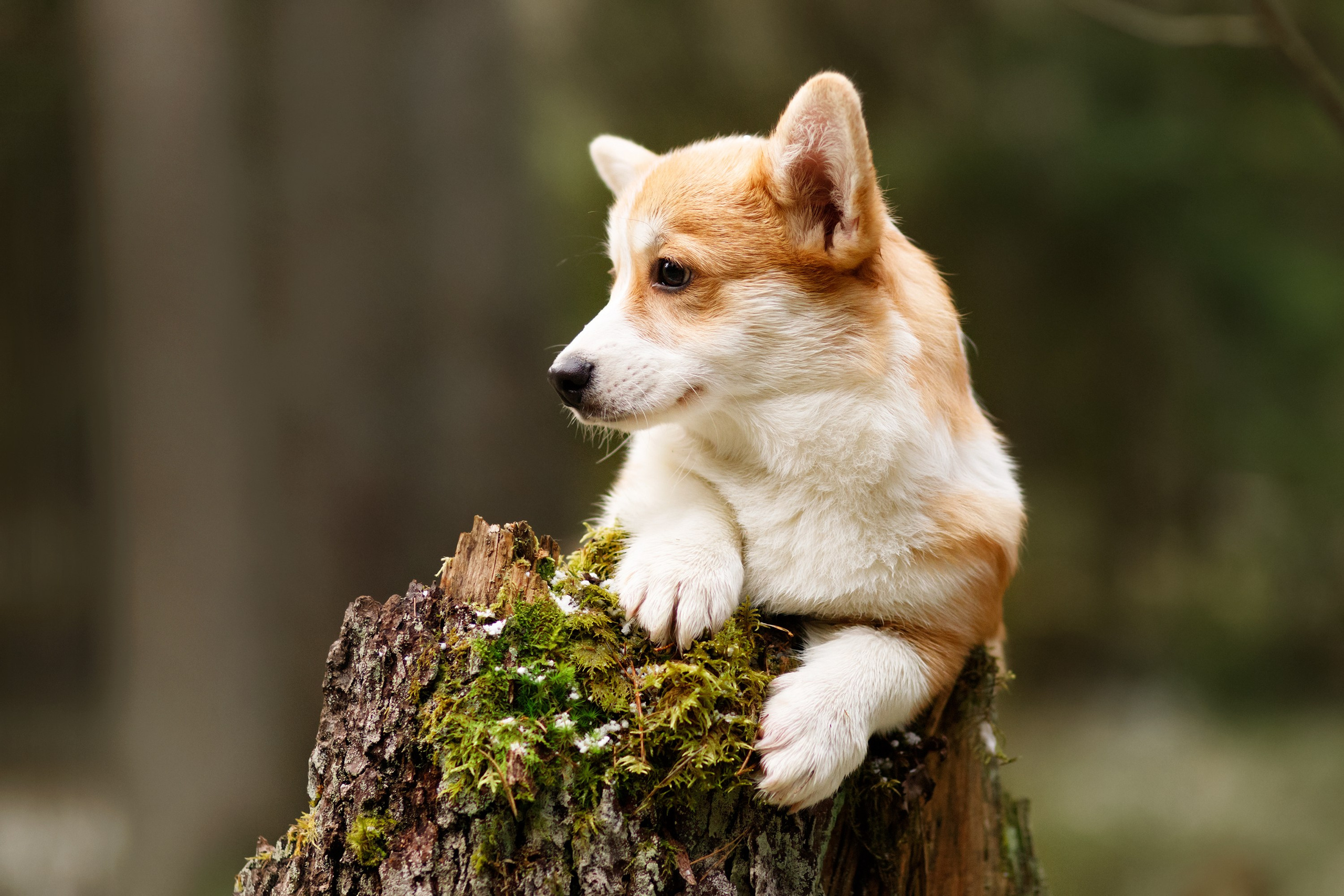 Corgi kennel & some other dogs in the forest. Kaja | fotograf psów we Wrocławiu