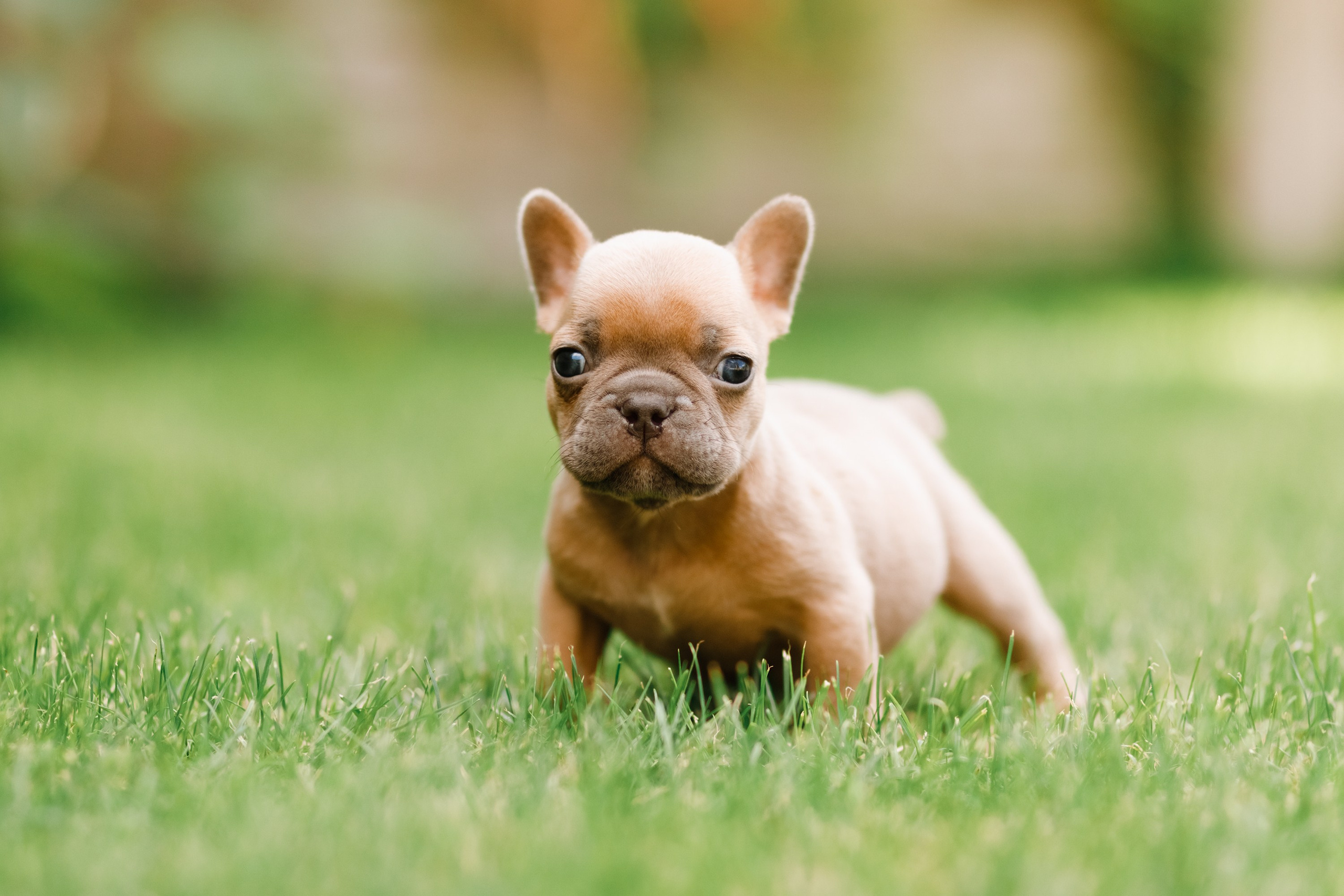 French bulldog puppies. Kaja | fotograf we Wrocławiu | ludzie i psy