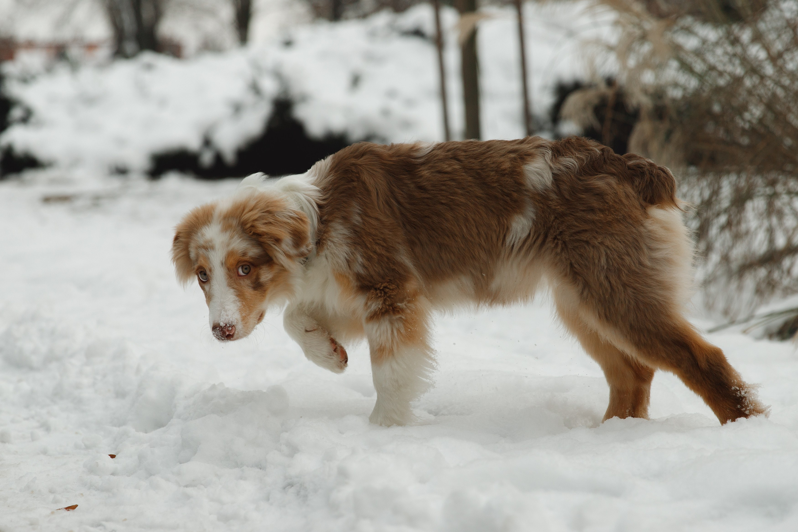 Fotografia psów Wrocław. Kaja | fotograf we Wrocławiu | ludzie i psy