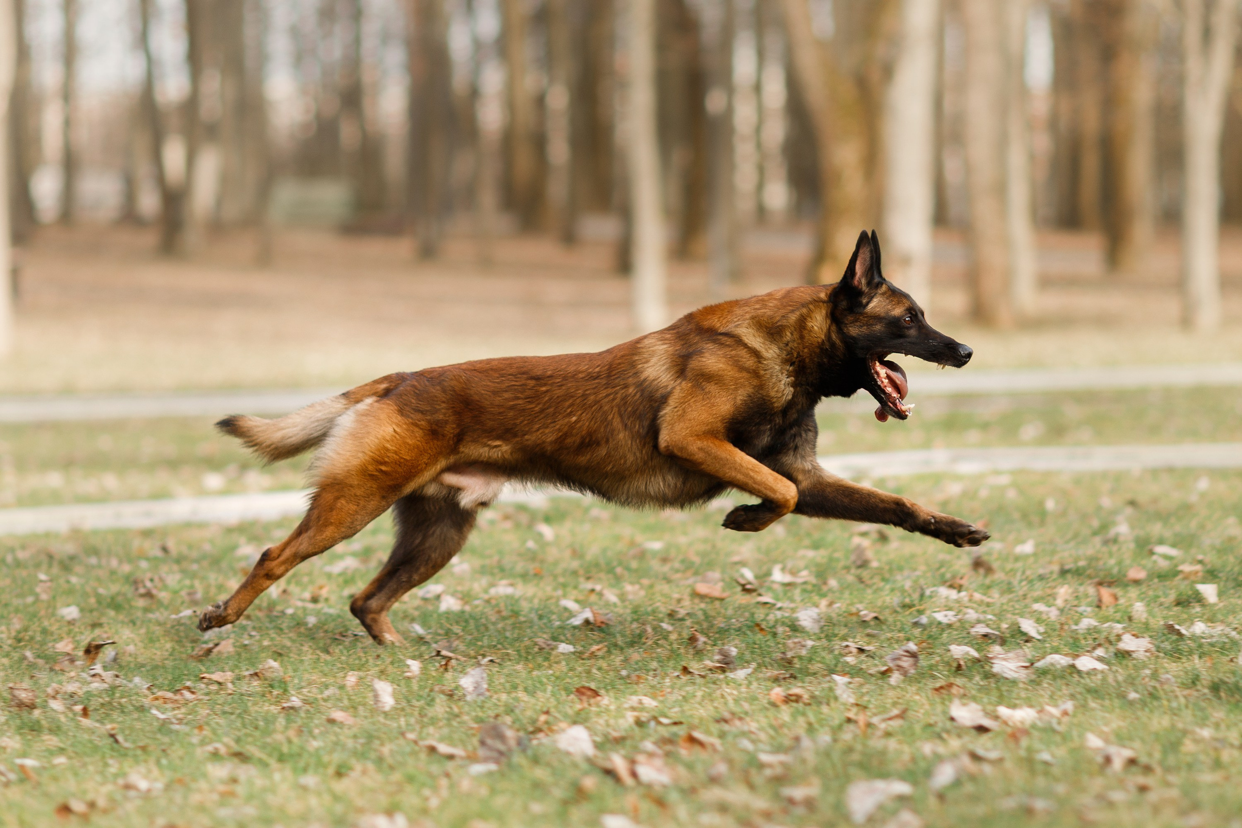 Autumn photo day for dog handler. Kaja | fotograf we Wrocławiu | ludzie i psy
