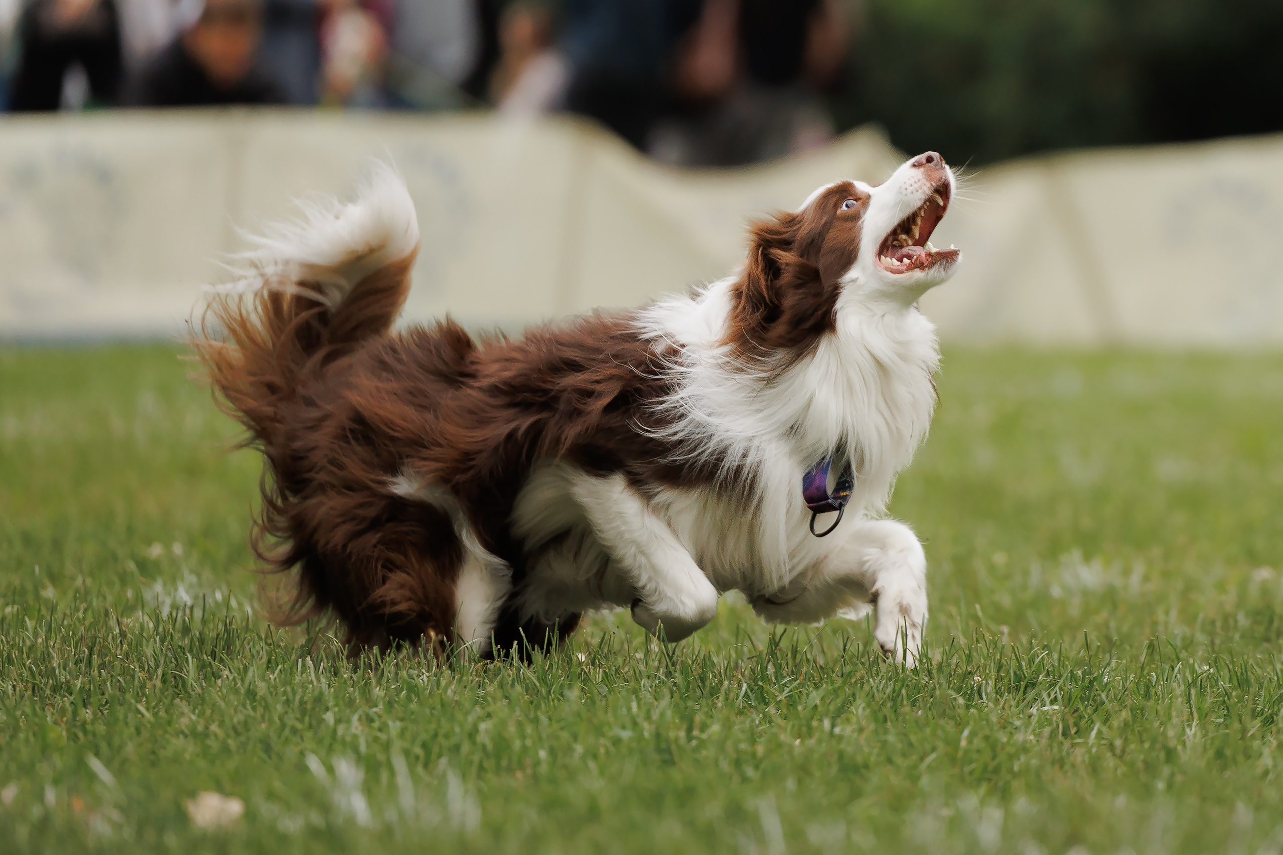 Latające psy, Wrocław'25. Kaja | fotograf psów we Wrocławiu
