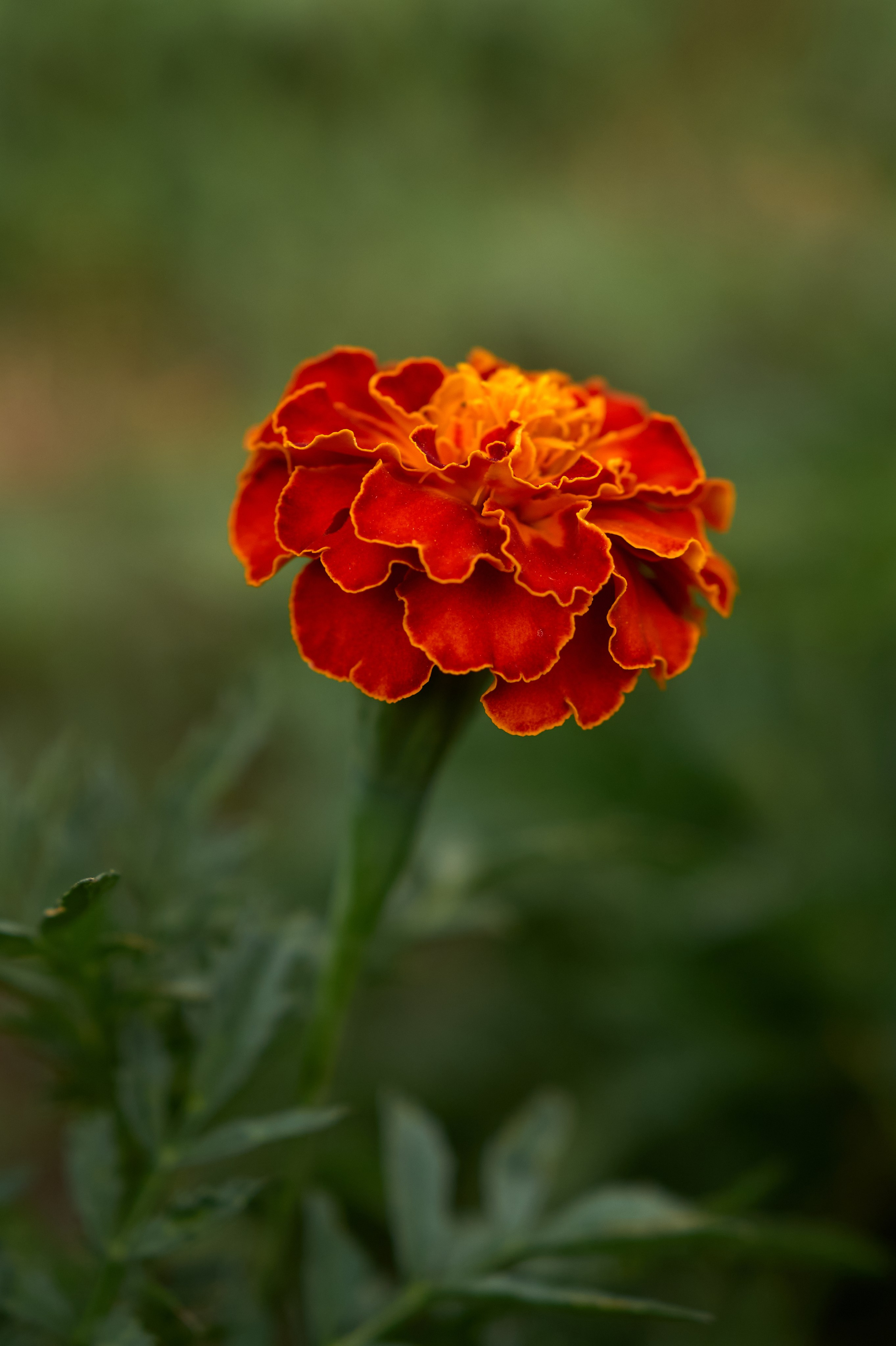 Природа. Photographer Нелли Биева