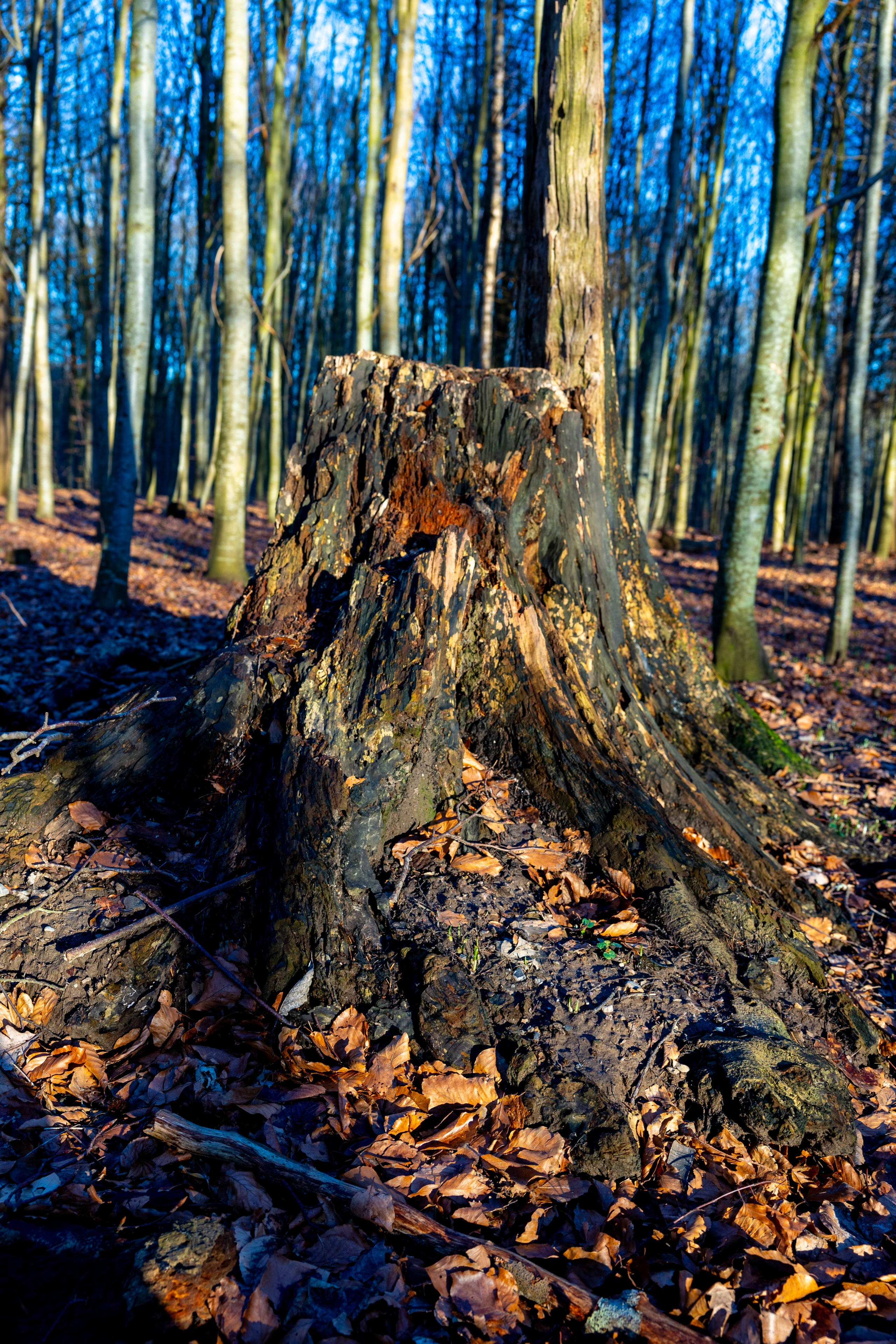 Forår. Fotograf Aarhus | Portrætfoto Århus | Flotte billeder