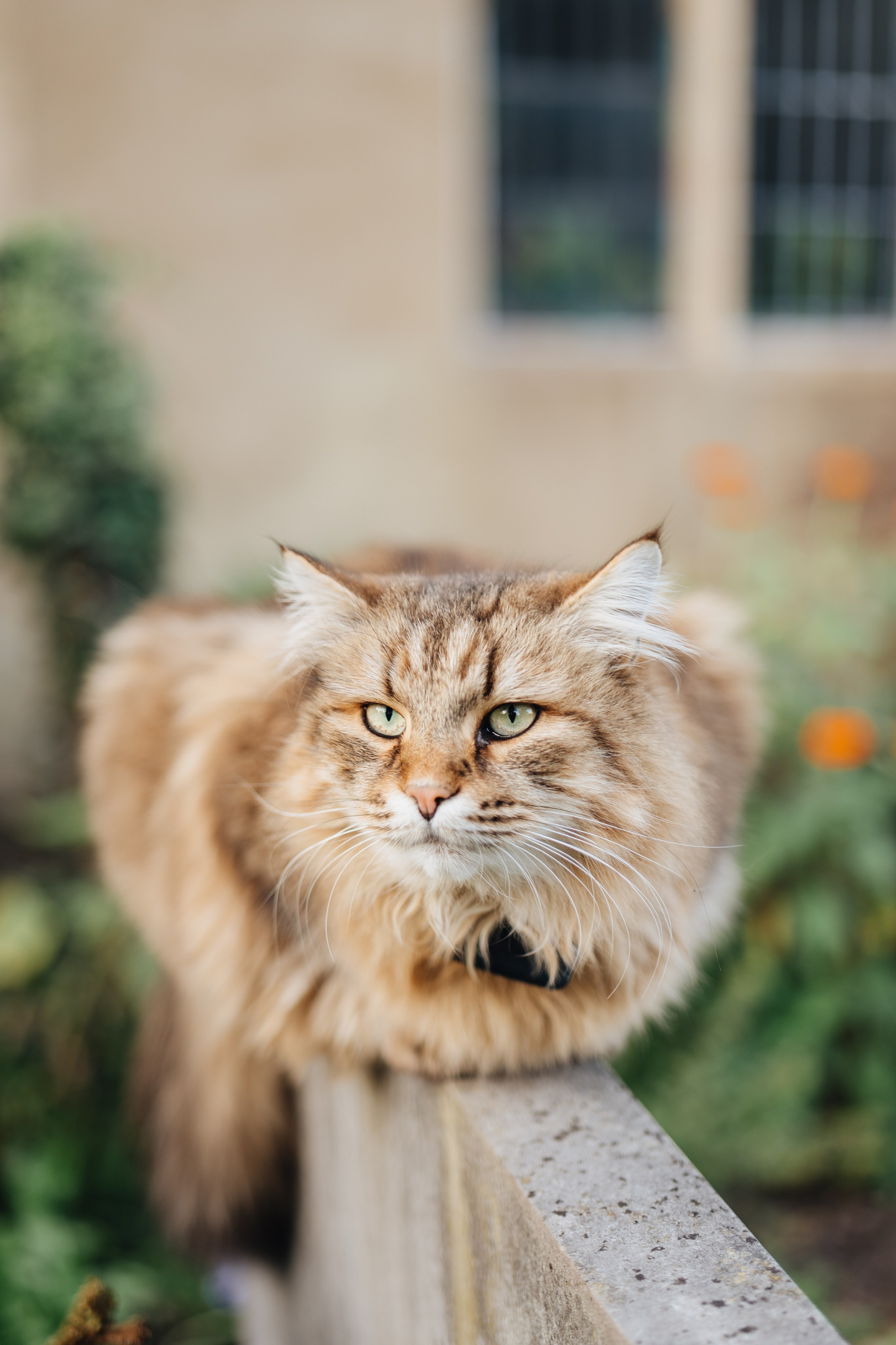 Wedding in Walthamstow, London. Wedding and family photographer in London