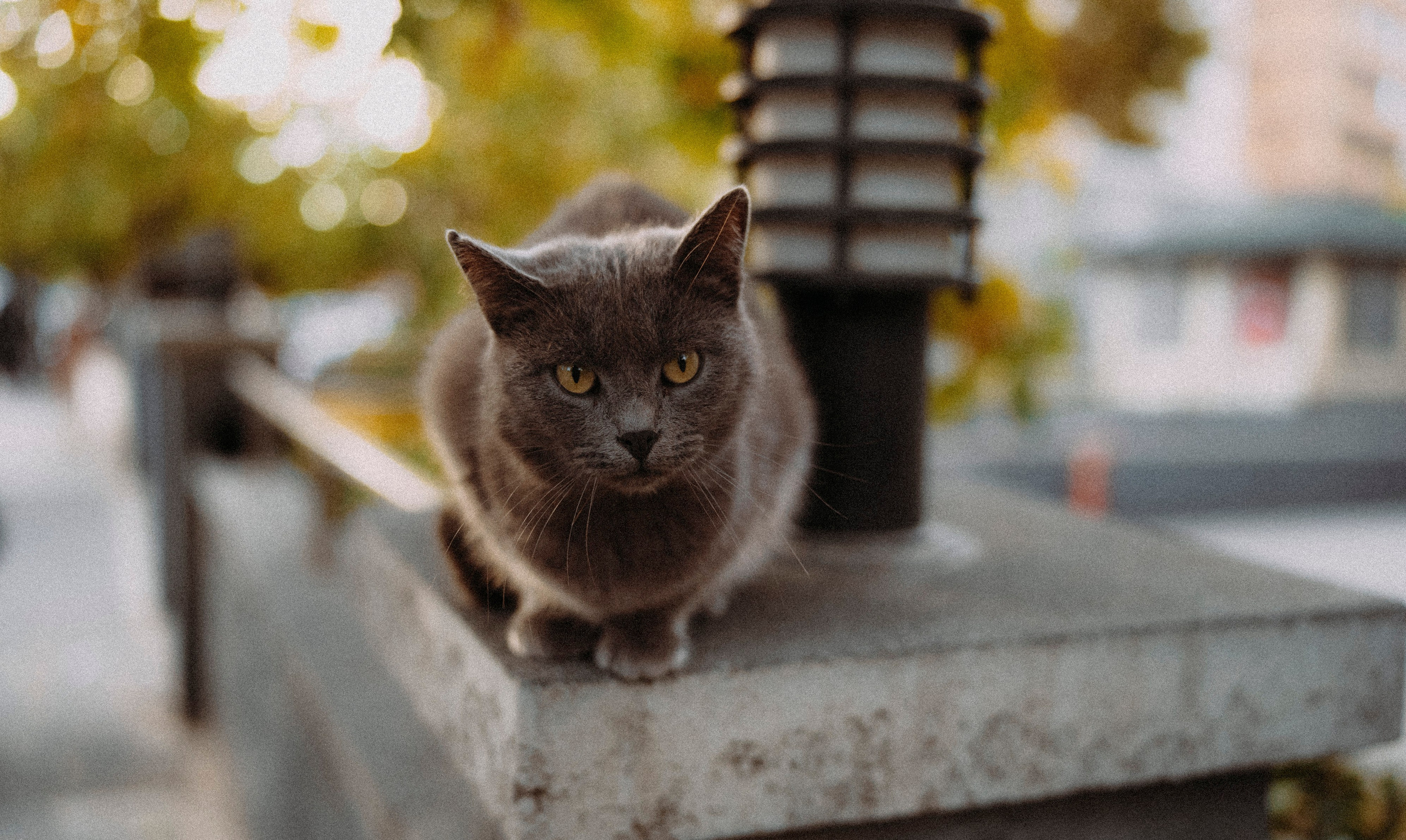 СТАМБУЛ. Стрит-фотография, полная абсурда, идиотизма и красоты