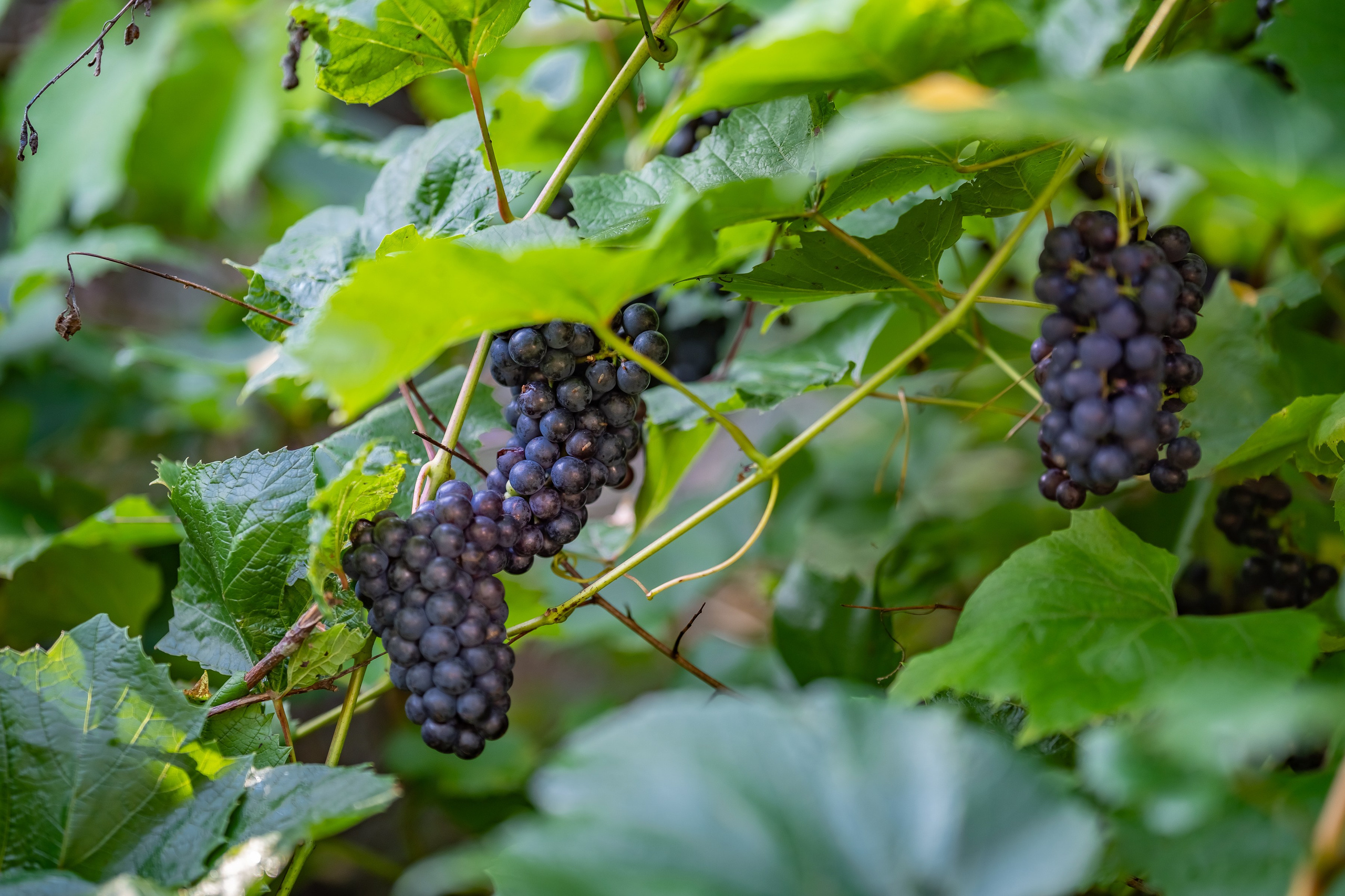 Квартира на сдачу в Booking