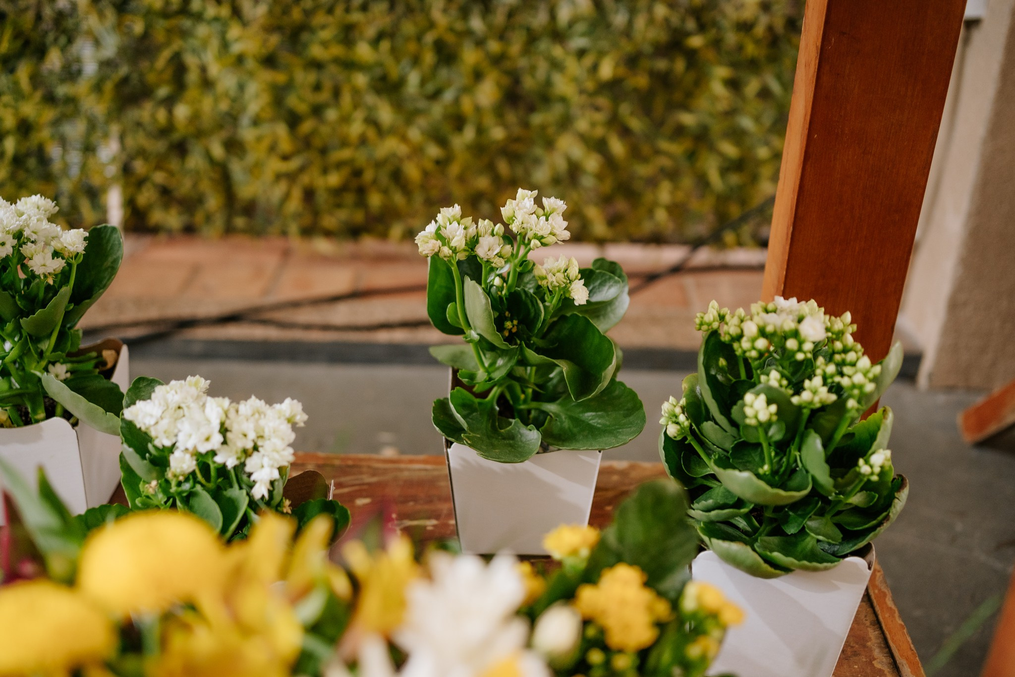 Fernanda & Leandro — Bauru SP. Robson Colaço