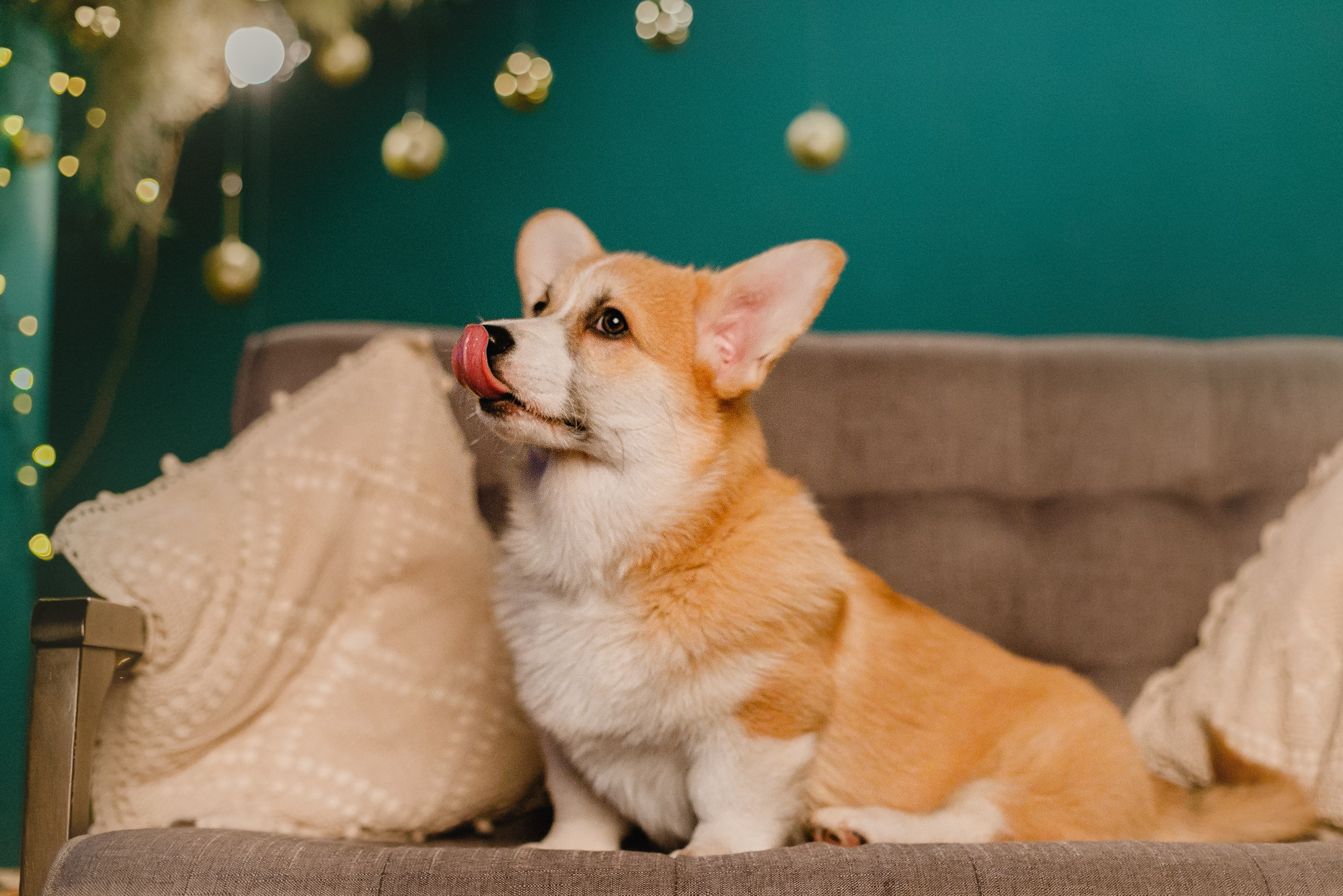 New Year corgis in studio. Kaja | fotograf we Wrocławiu | ludzie i psy