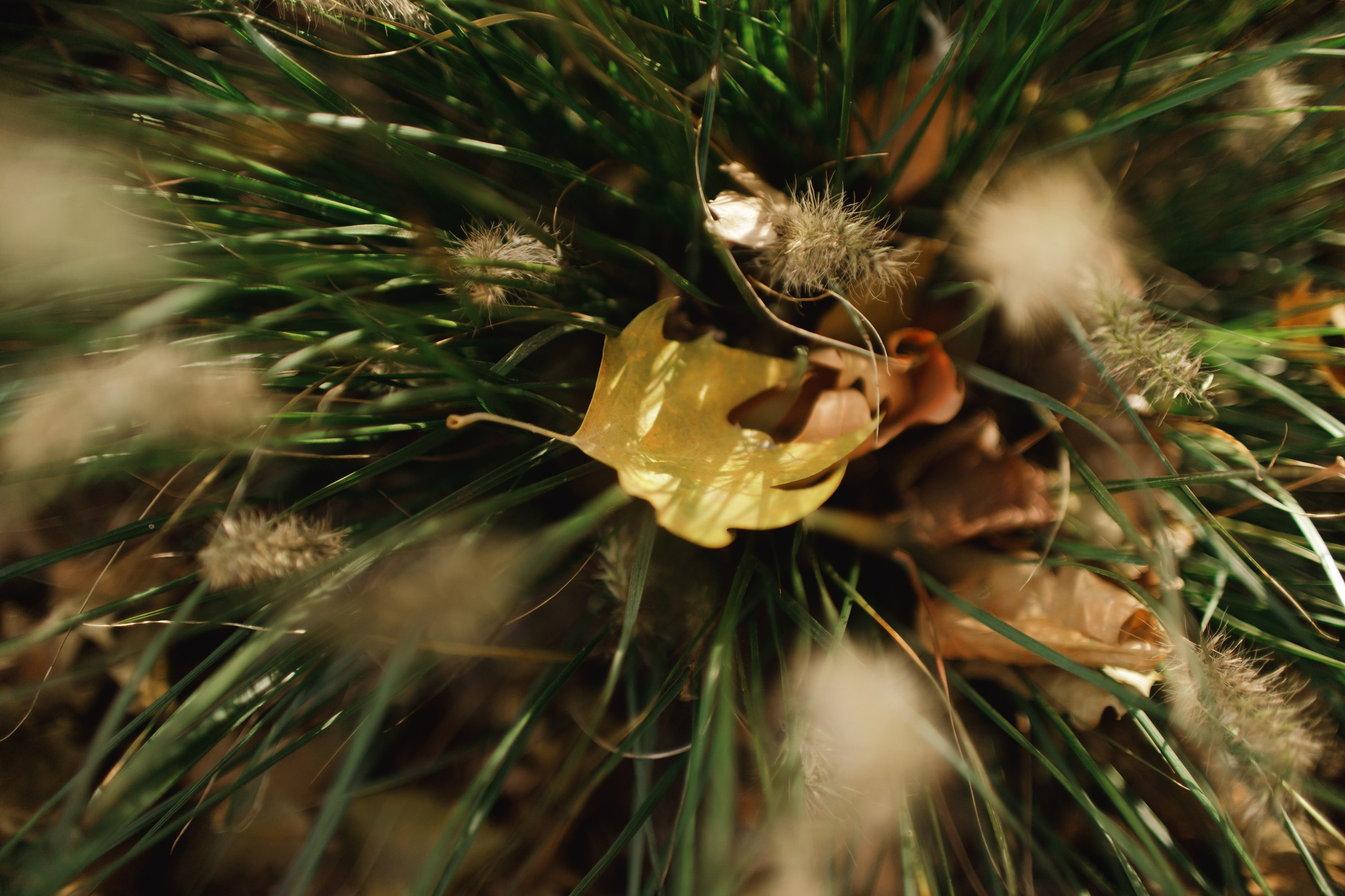 Nastya. Kaja | fotograf psów we Wrocławiu