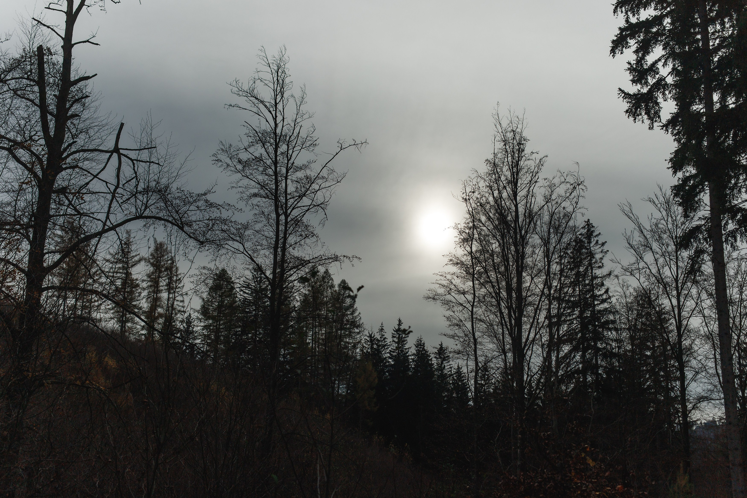 Sowie góry. Kaja | fotograf we Wrocławiu | ludzie i psy