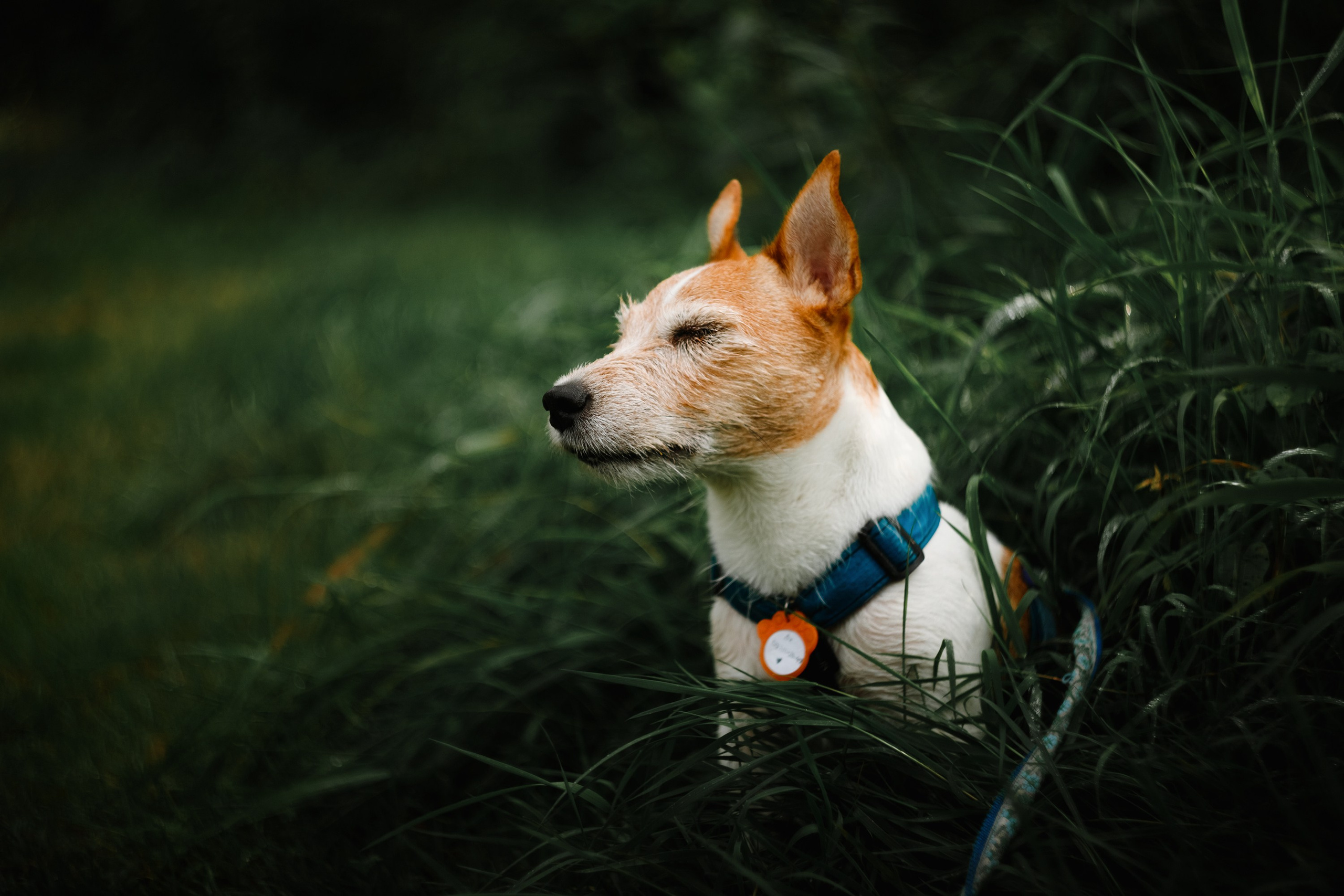 Grodno. Kaja | fotograf we Wrocławiu | ludzie i psy