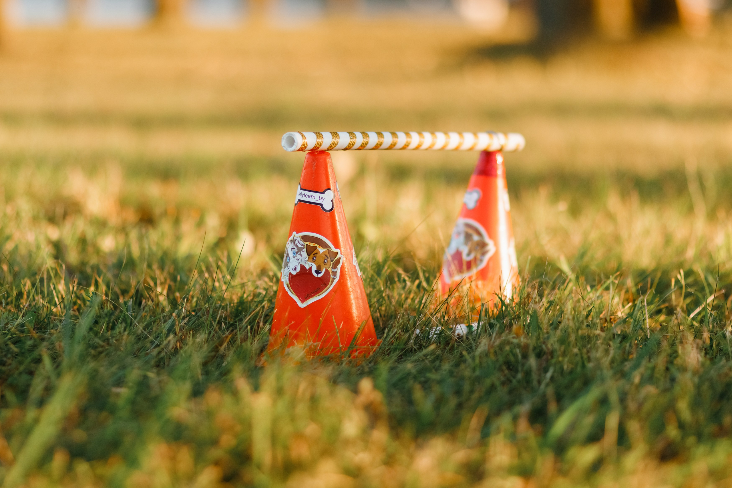 Frisbee workshop of Darya Lukina. Kaja | fotograf we Wrocławiu | ludzie i psy