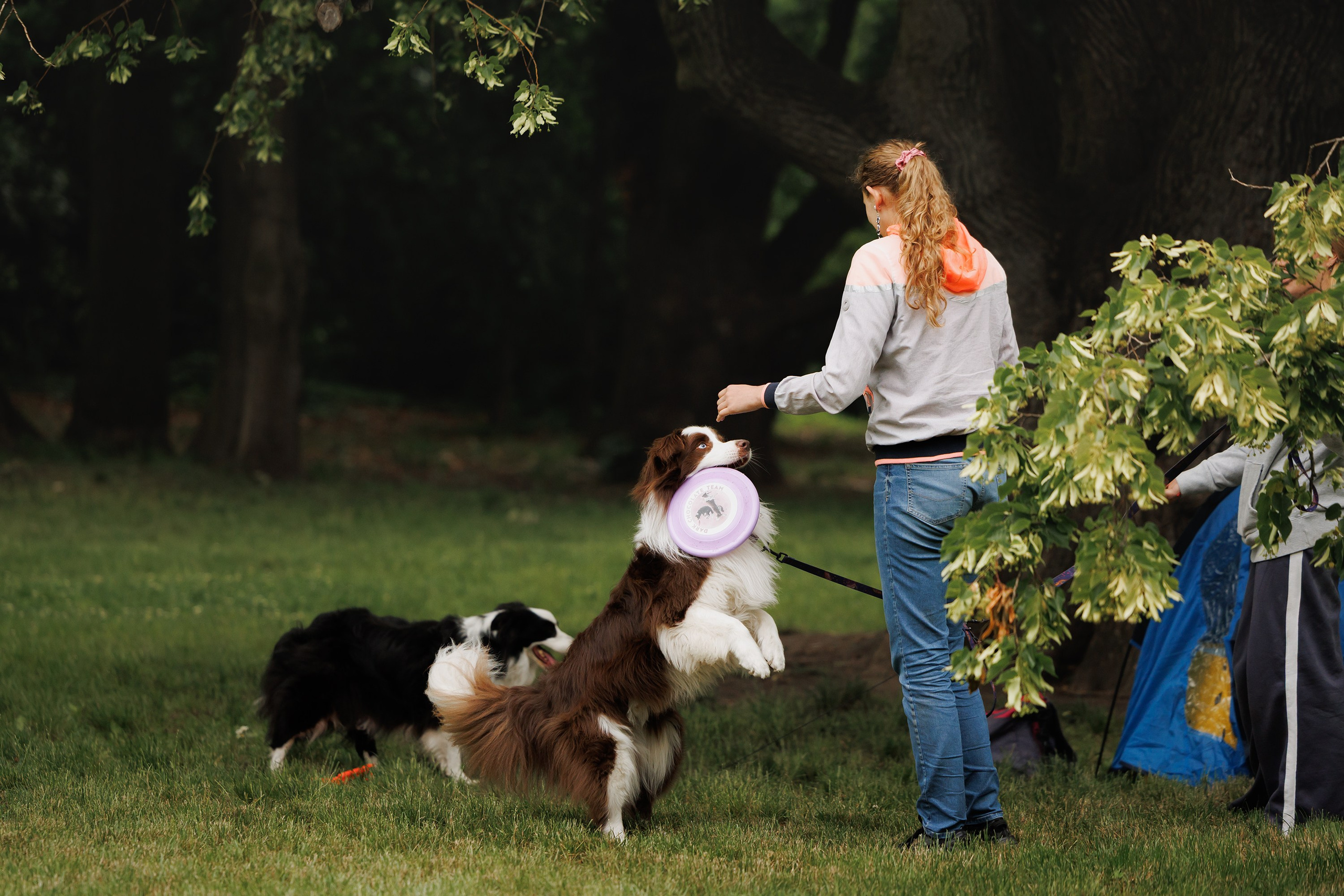 Latające psy, Wrocław'25. Kaja | fotograf psów we Wrocławiu