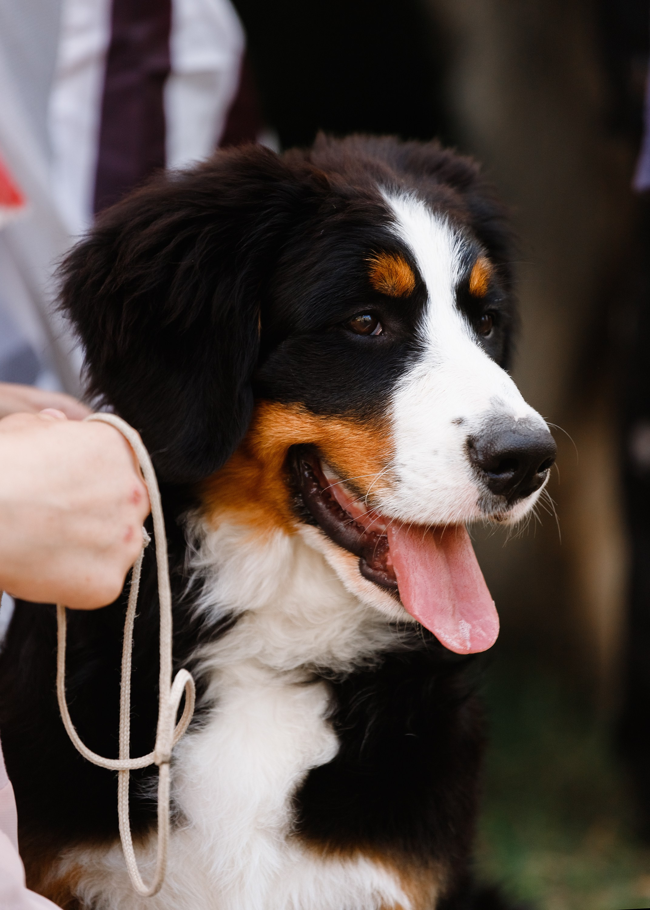 «Argus» dog show in Brest. Kaja | fotograf we Wrocławiu | ludzie i psy