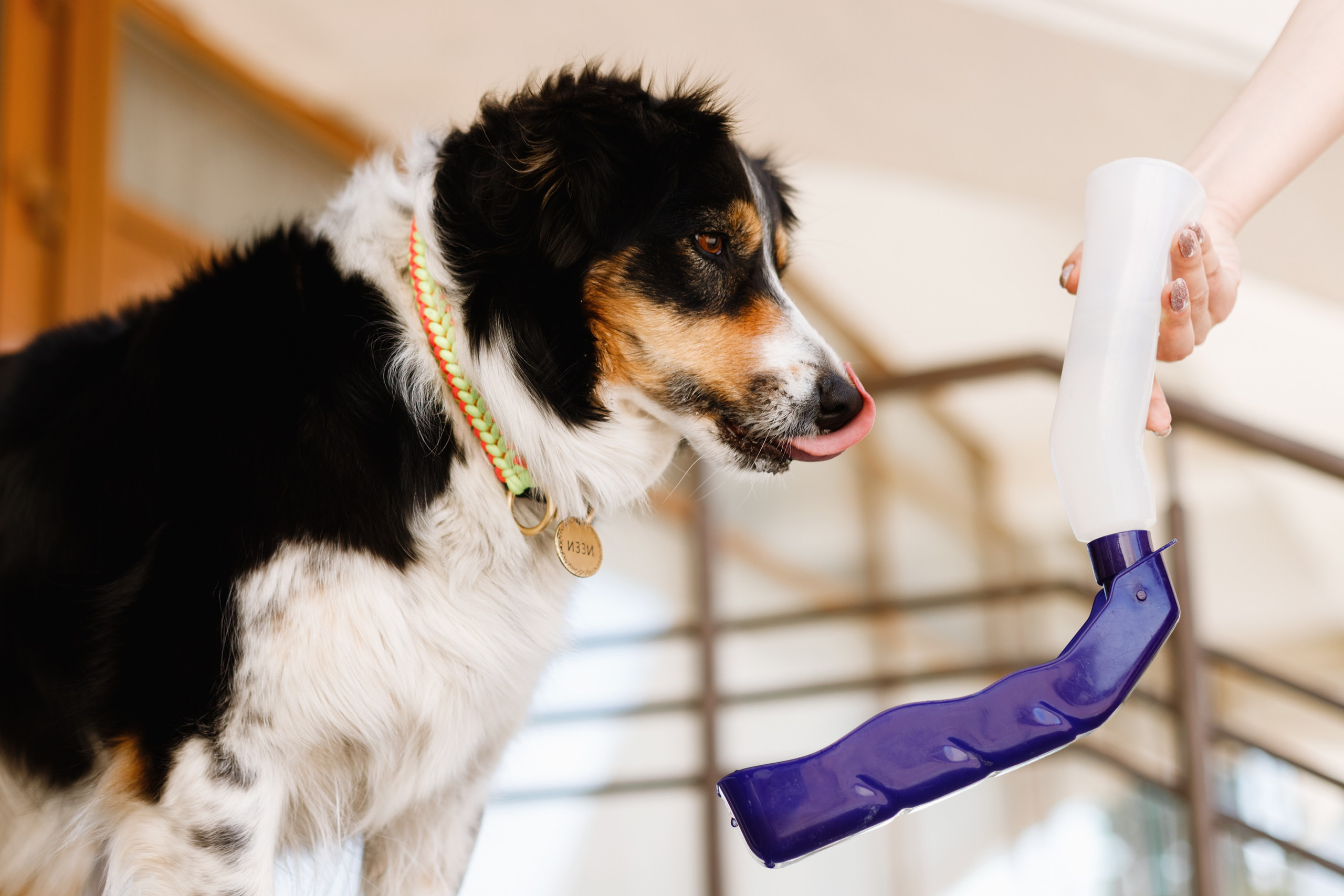 Dog trainer blog content. Kaja | fotograf we Wrocławiu | ludzie i psy